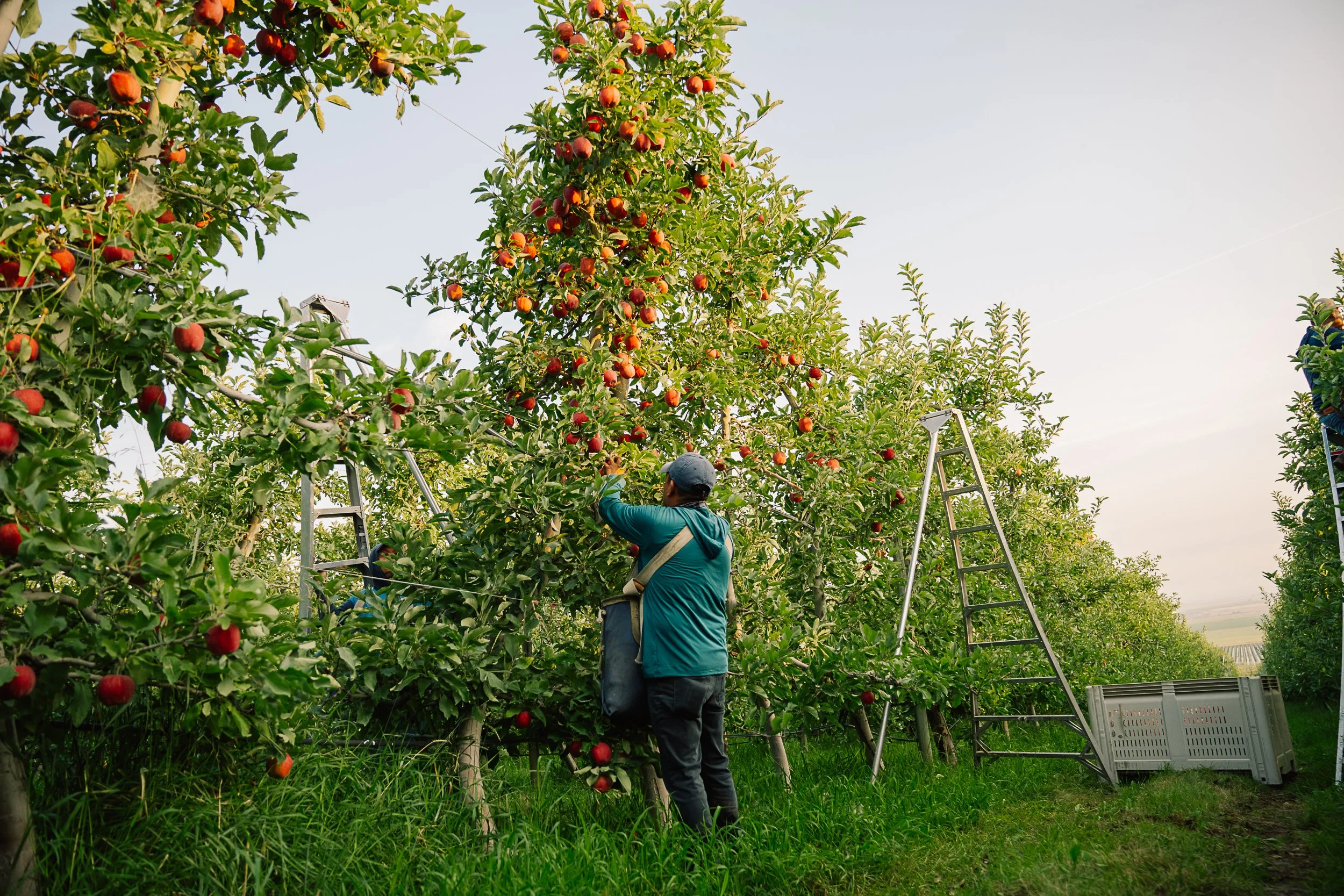 Linda Fruit-118.jpg