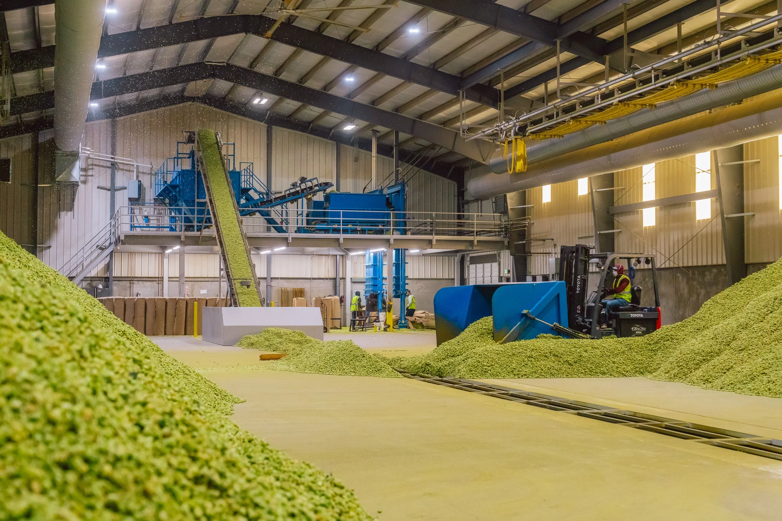 Indoor facility with conveyor belts and piles of green hops, workers in safety vests operating machinery for processing hops.