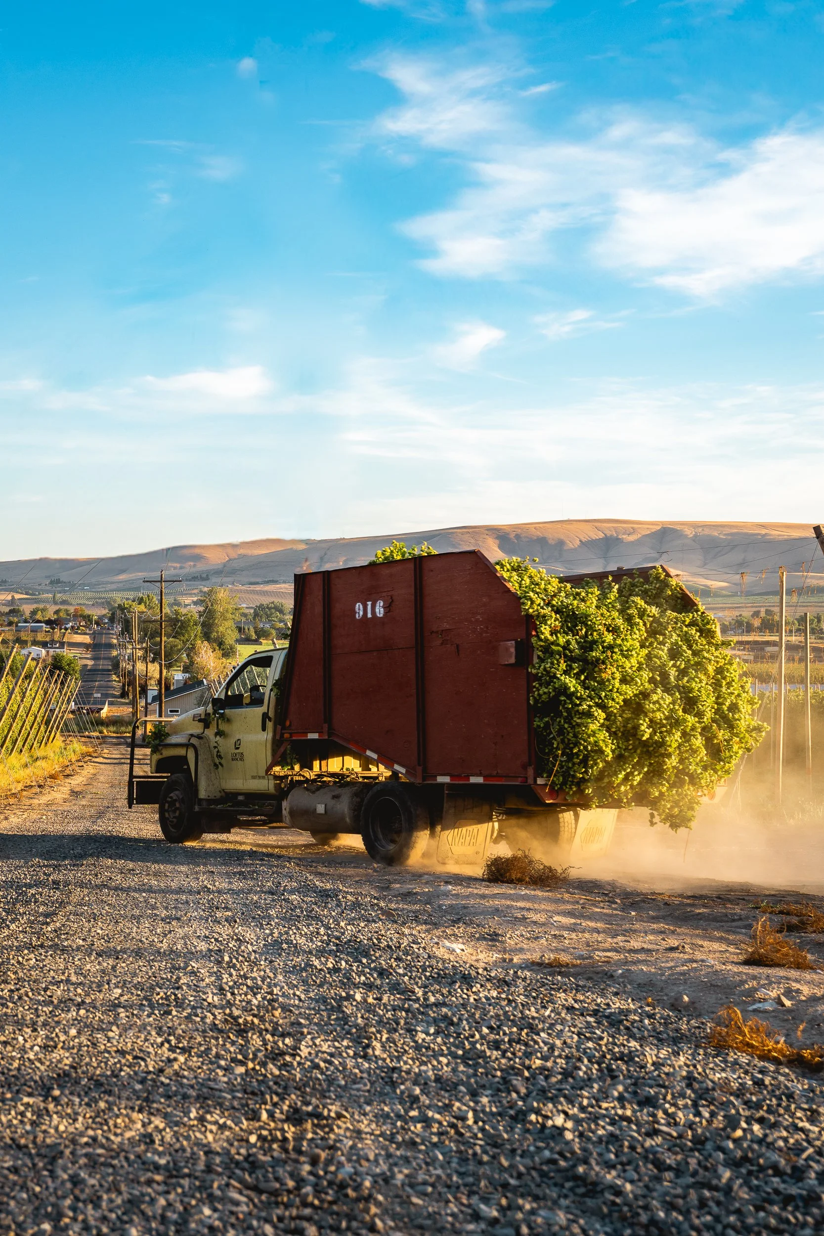A truck filled with a large green tree drives along a dirt road with dust rising behind it, under a blue sky with scattered clouds.