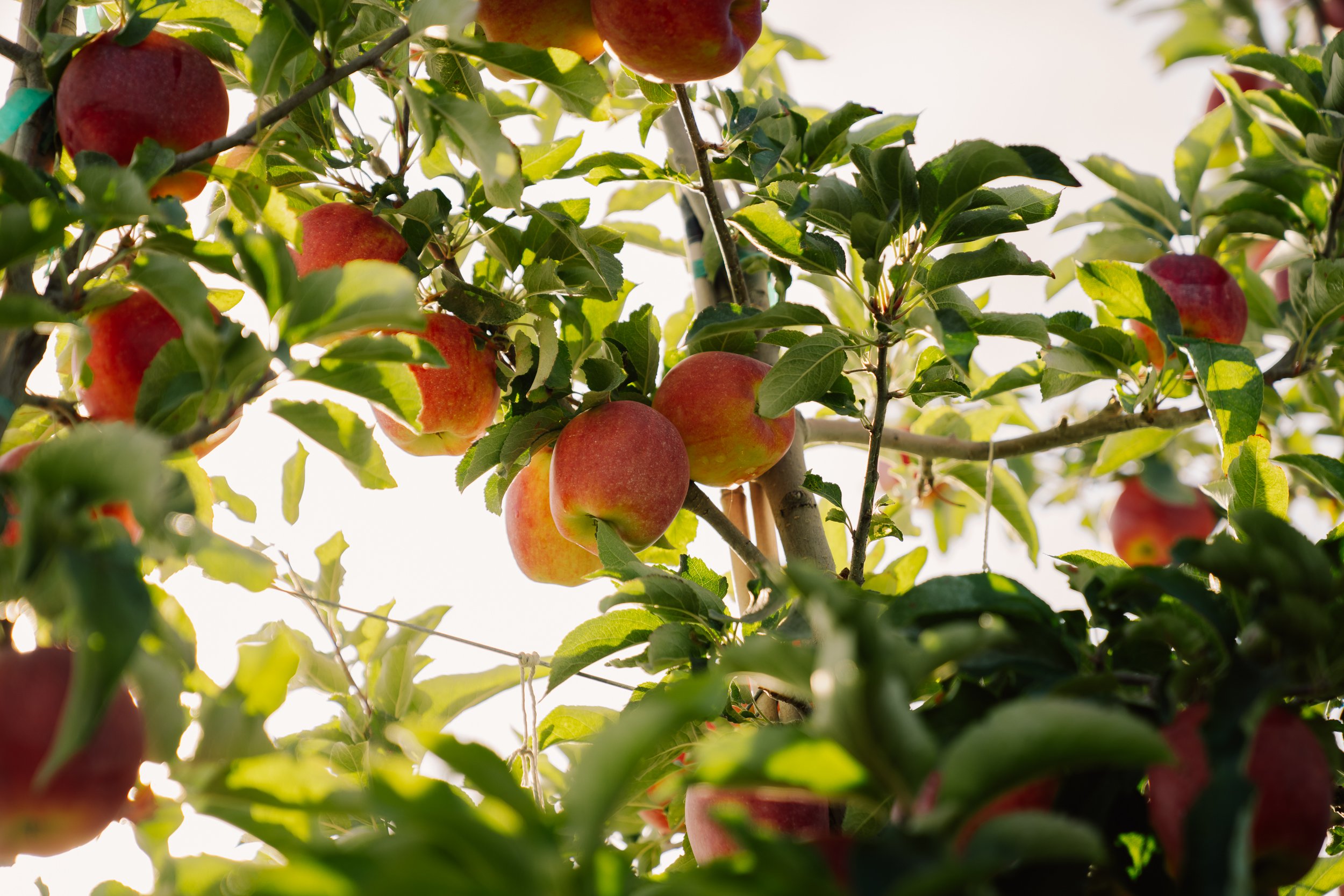 Linda Fruit -61.jpg