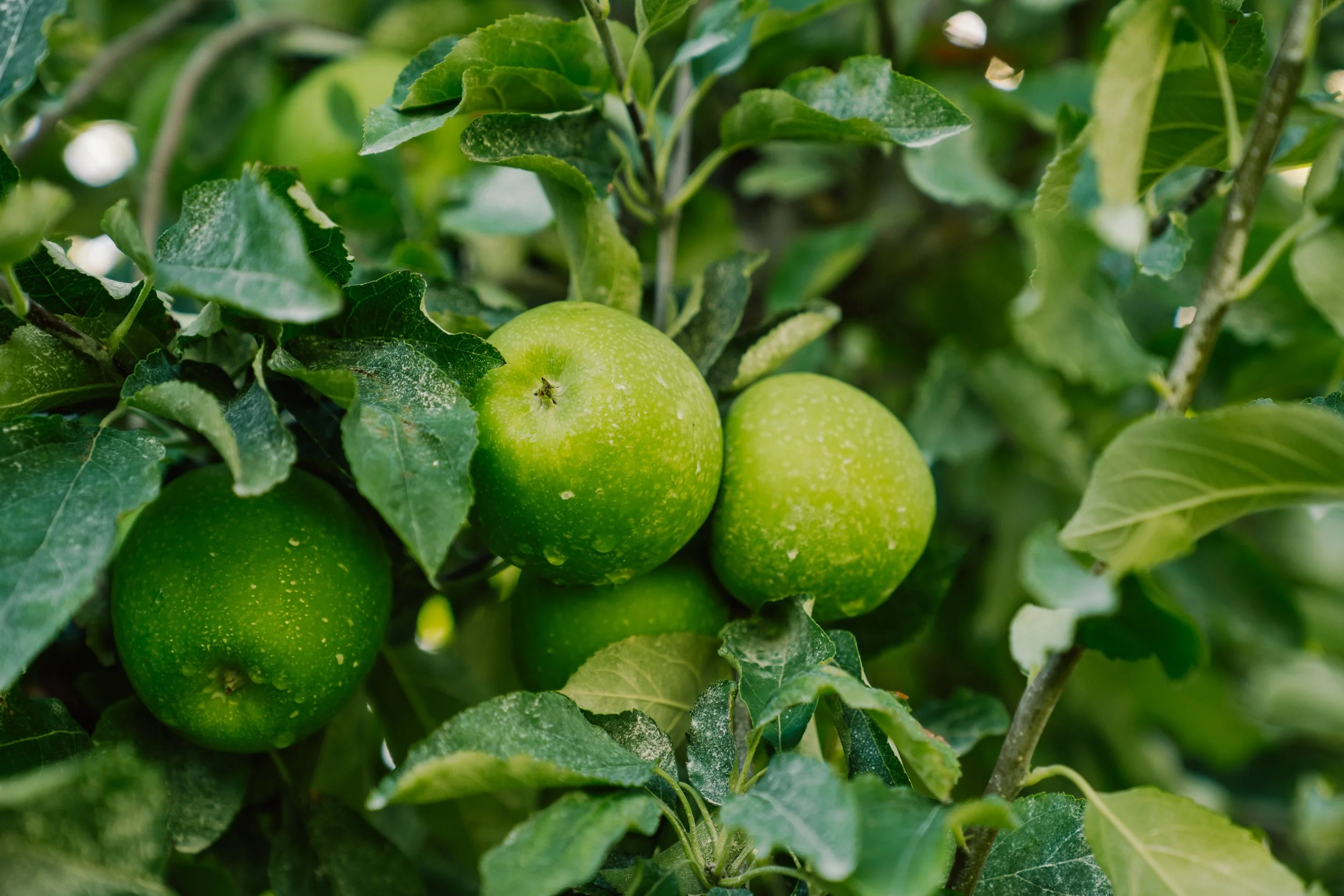 Linda Fruit -69.jpg