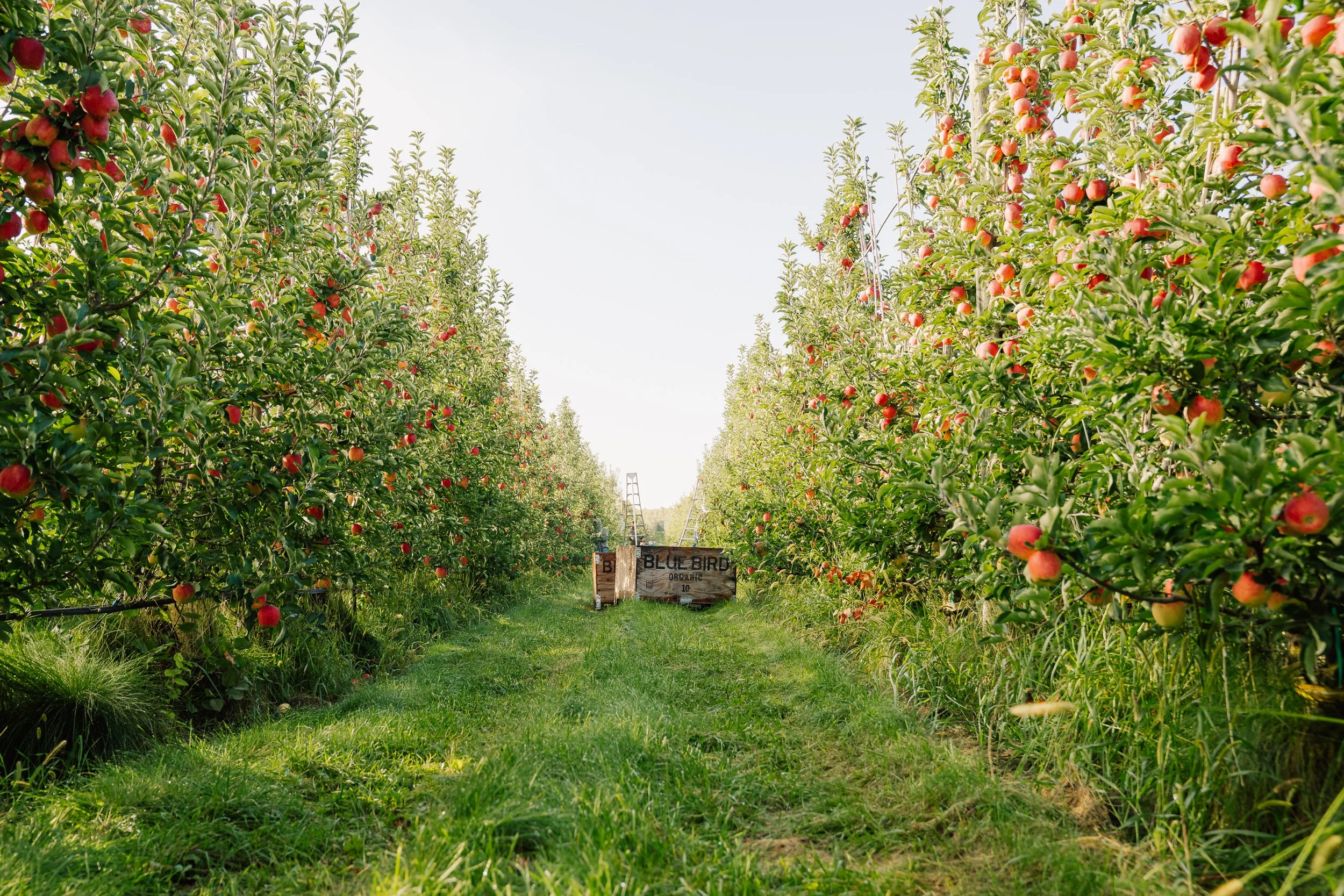 Linda Fruit -53.jpg