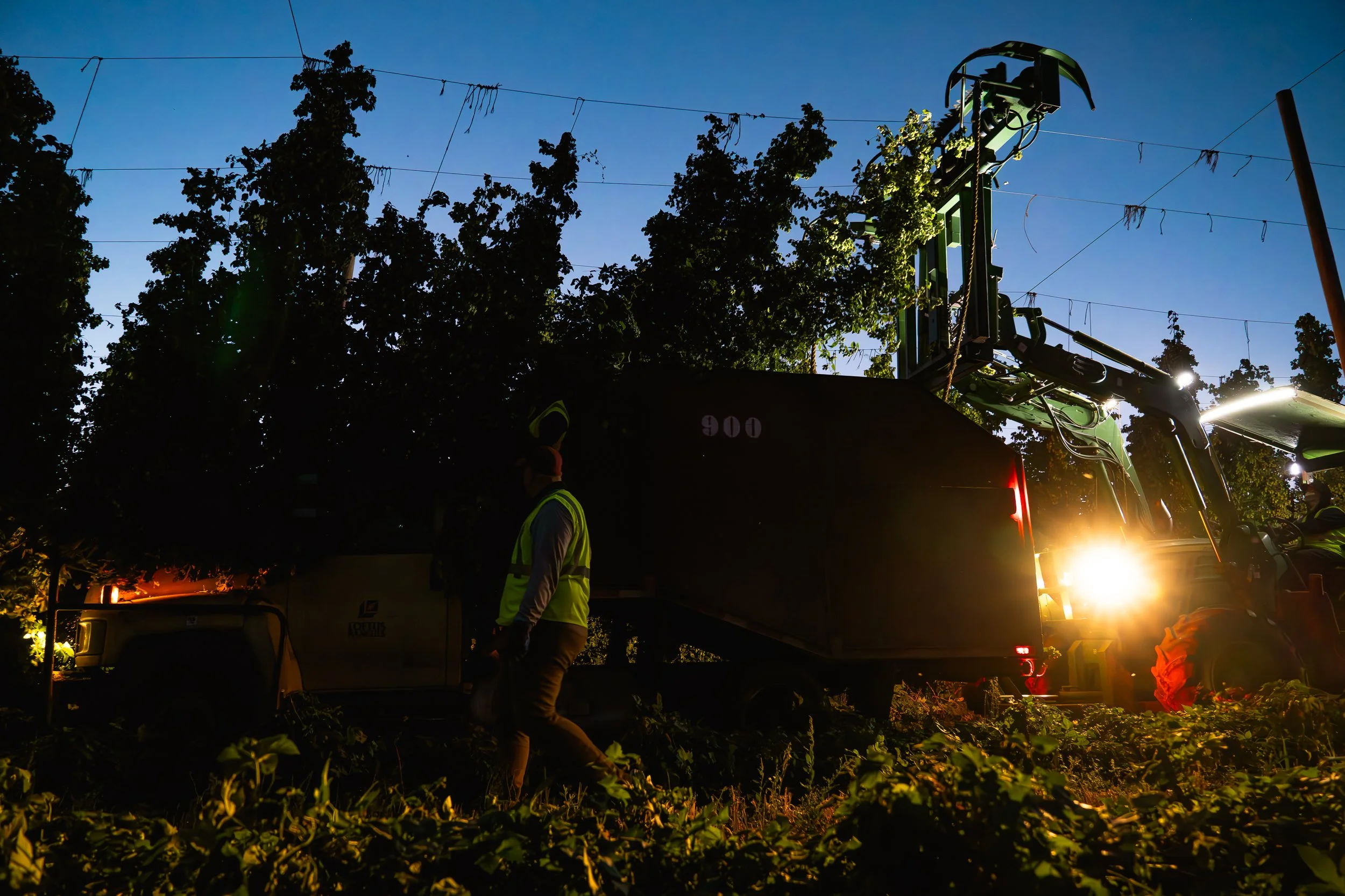 Workers in reflective vests working with forestry equipment outdoors at dusk among trees and string lights.