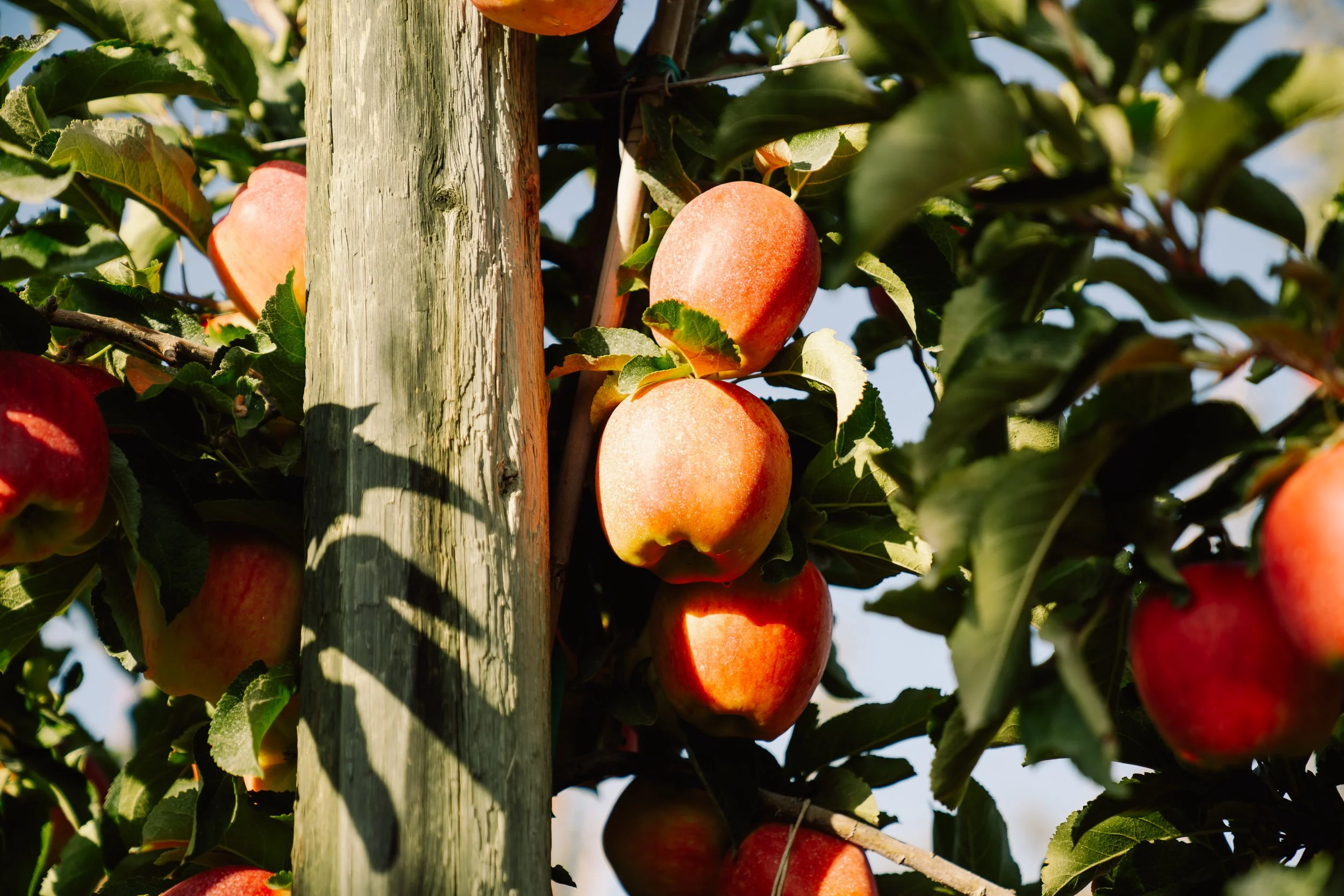 Linda Fruit -55.jpg