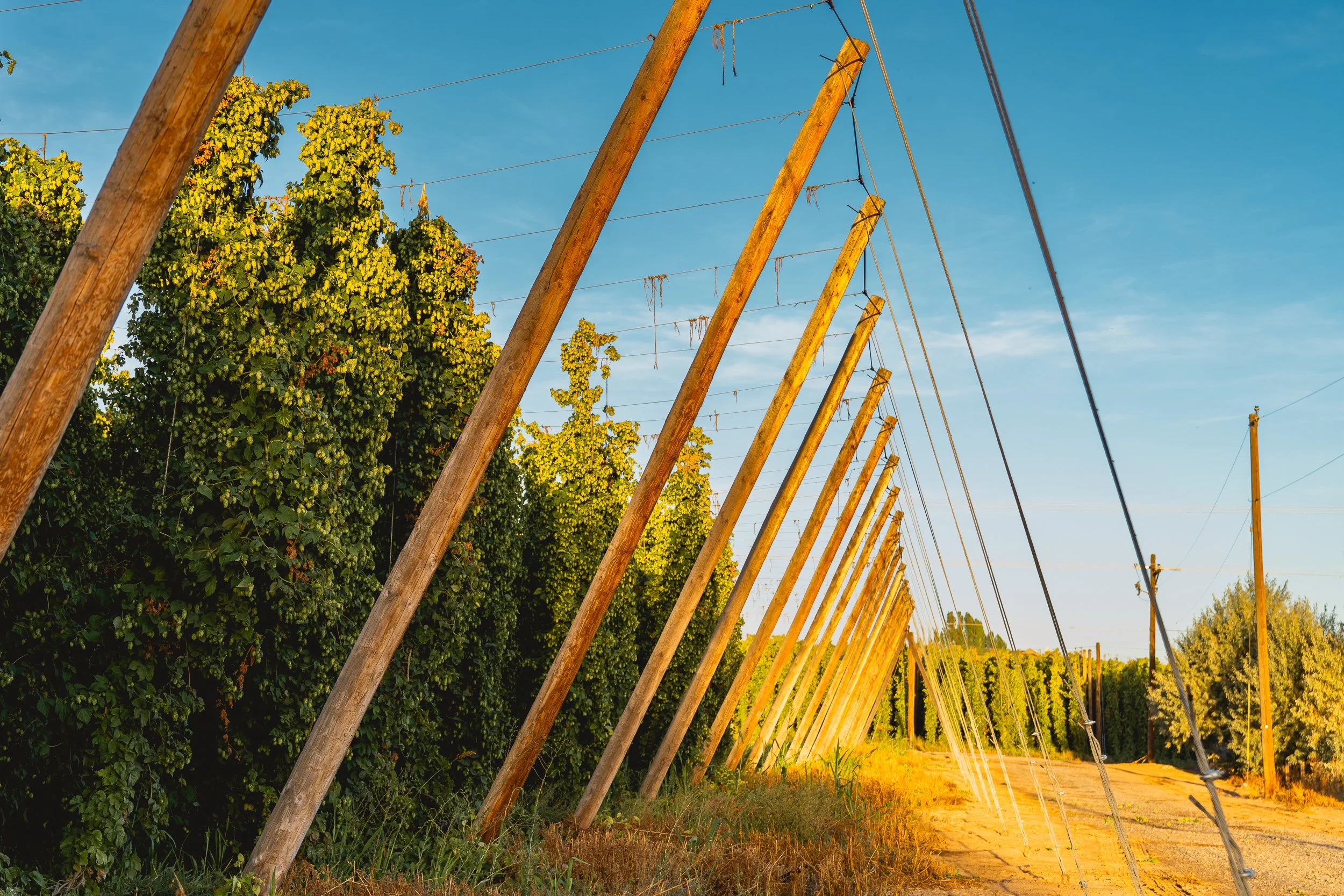 Power lines leaning on wooden poles beside a dirt road, with green trees in the background, under a clear blue sky.