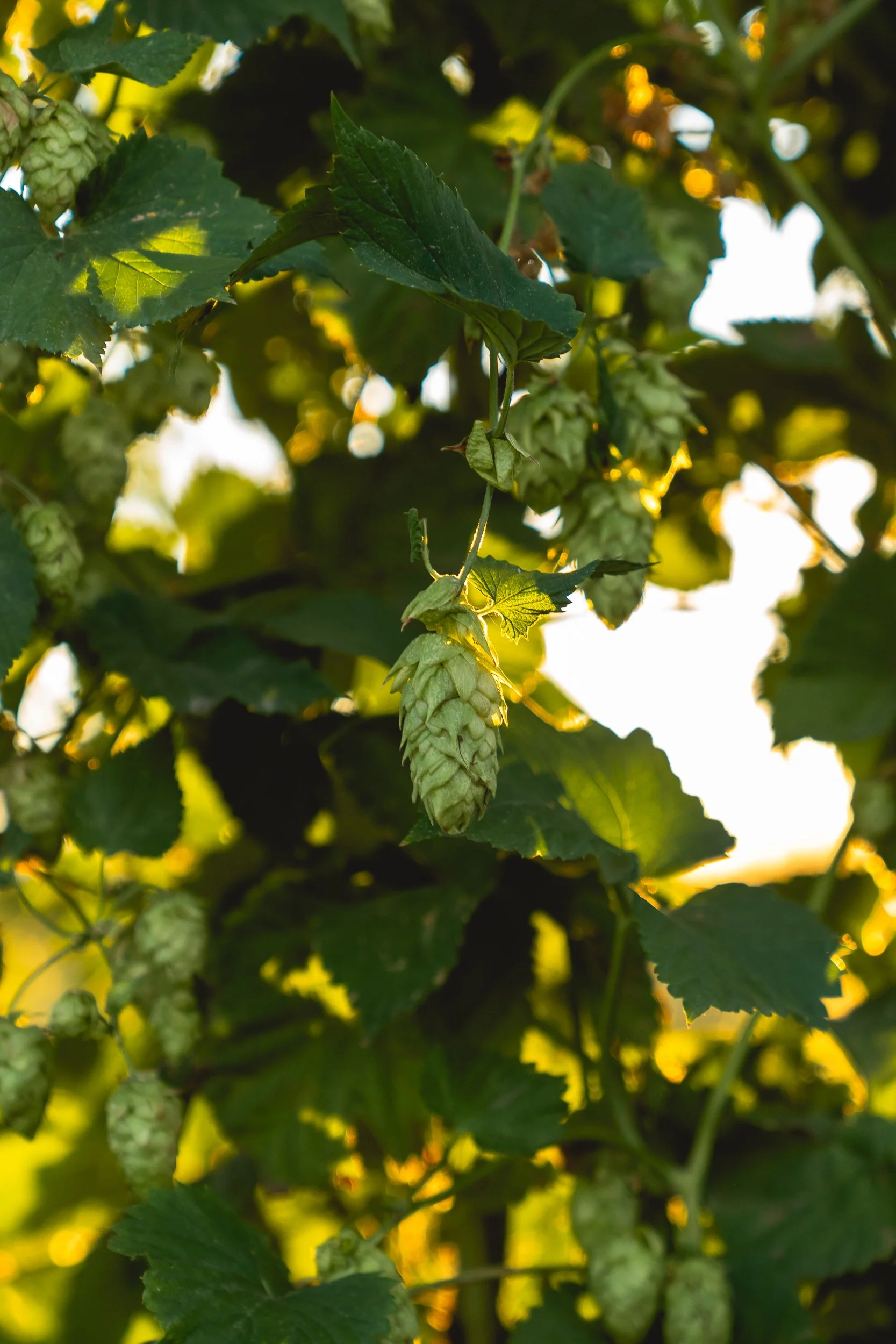 Close-up of hop cone hanging from vine surrounded by green leaves, with sunlight filtering through.
