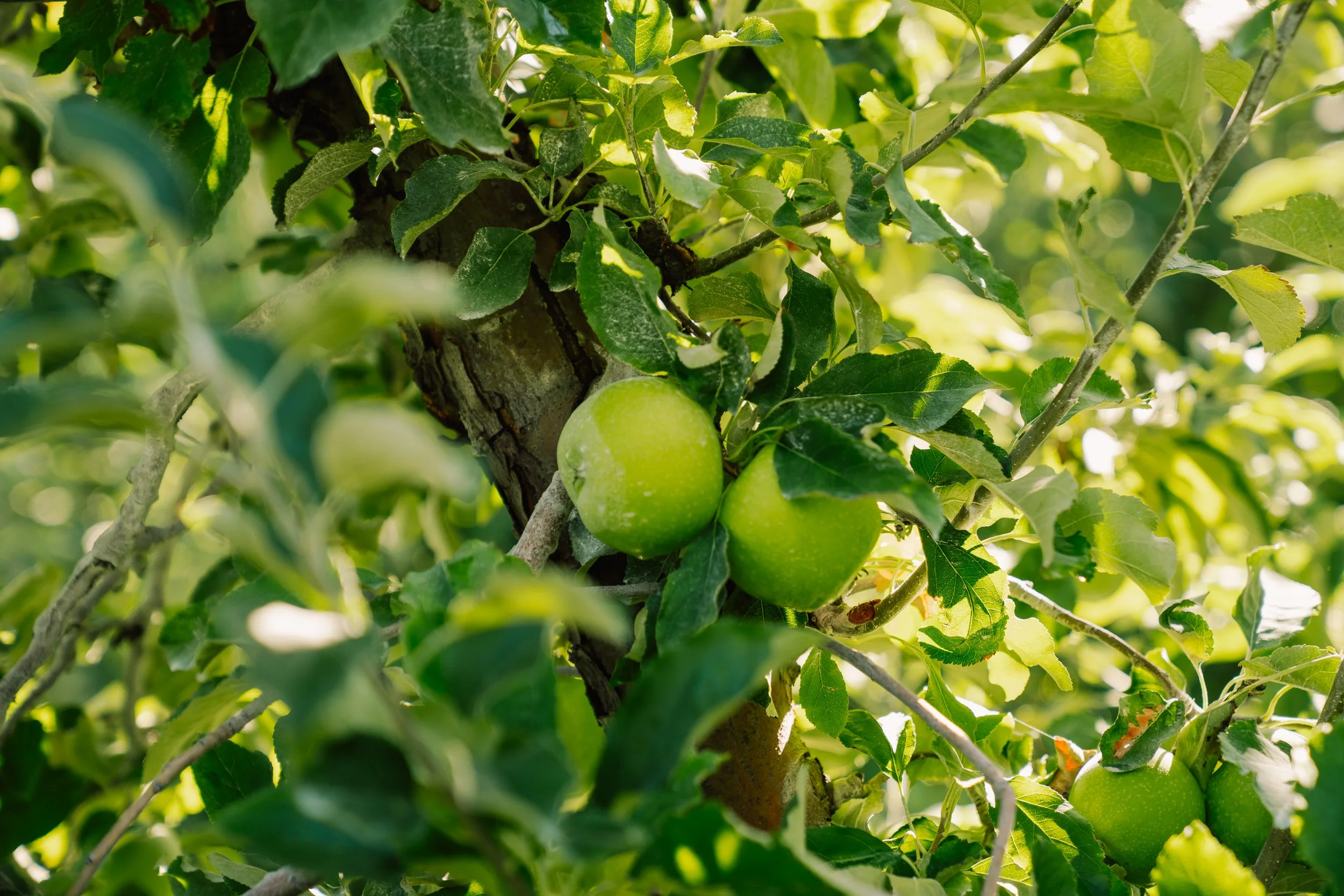 Linda Fruit -68.jpg
