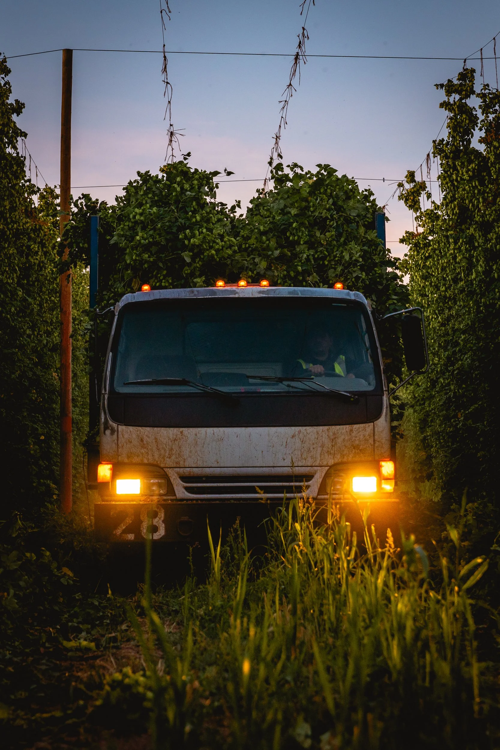 A truck driving through a lush green vineyard at dusk, with lights on and vines hanging overhead.
