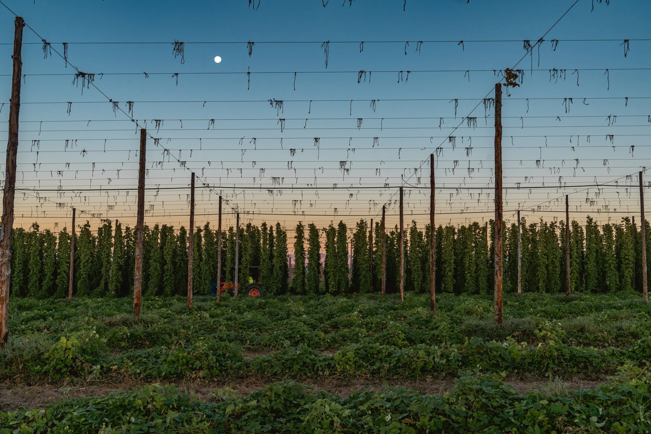 Vineyard with rows of grapevines and a trellis system at sunset, moon visible in the sky.