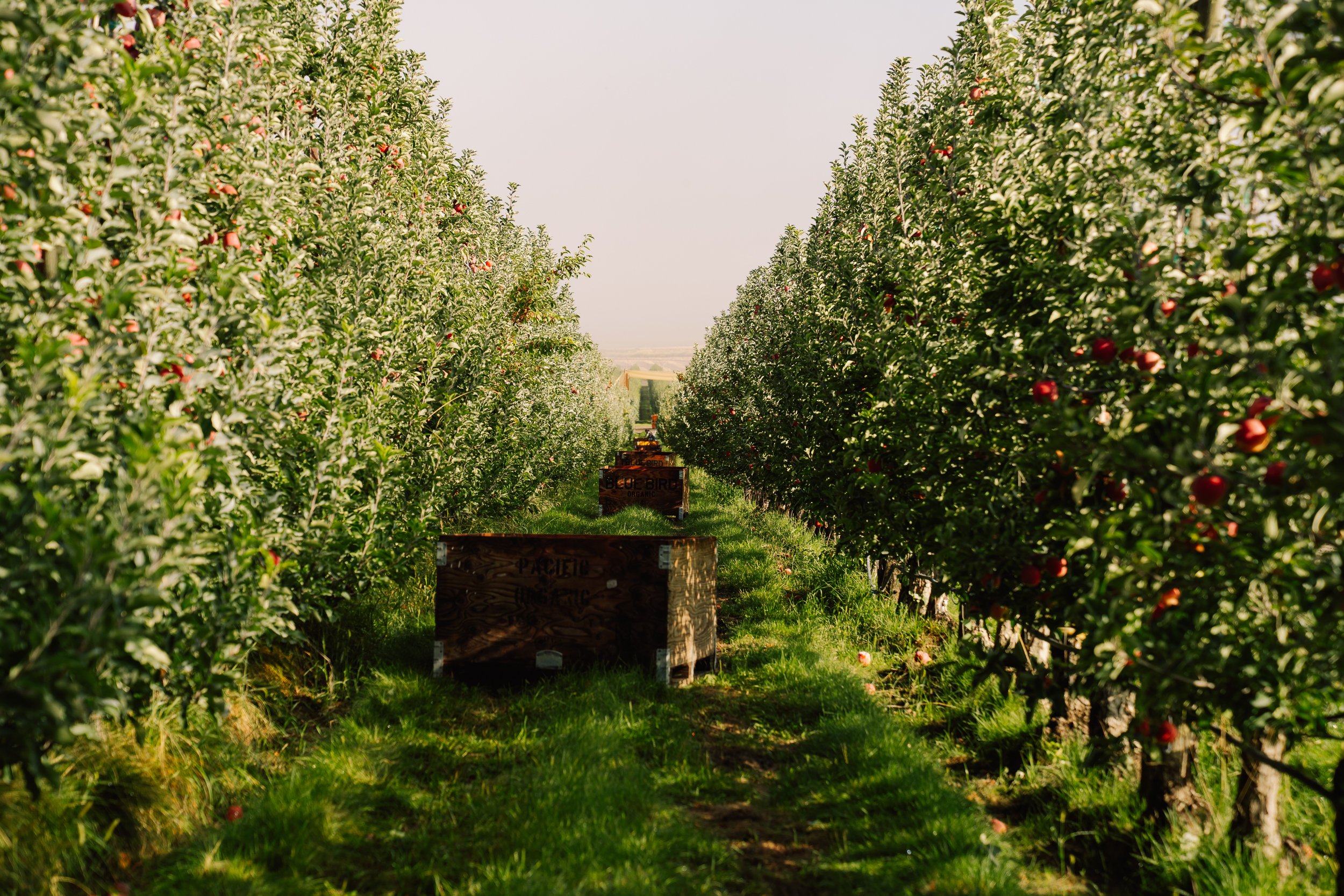 Linda Fruit -59.jpg