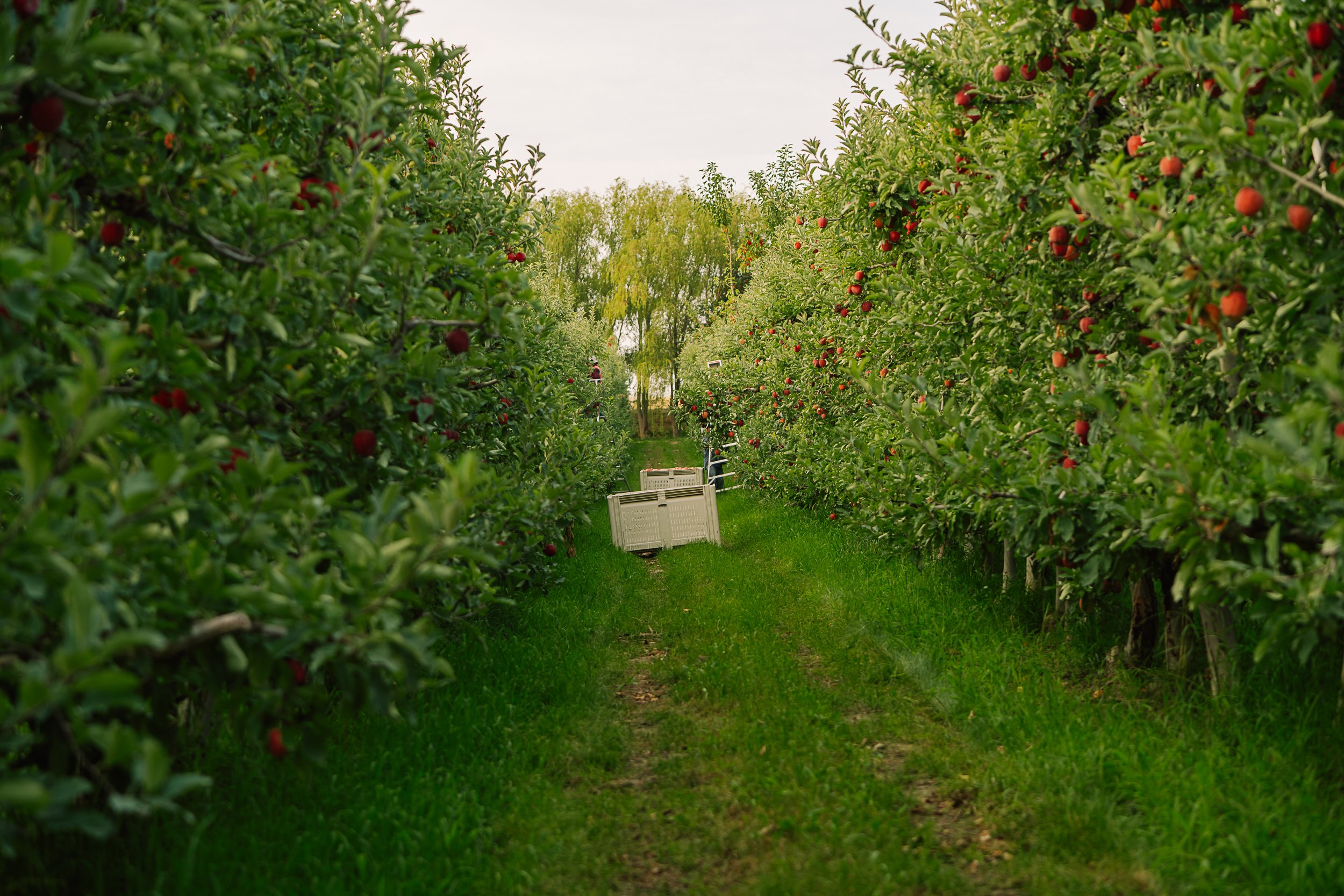 Linda Fruit-094.jpg