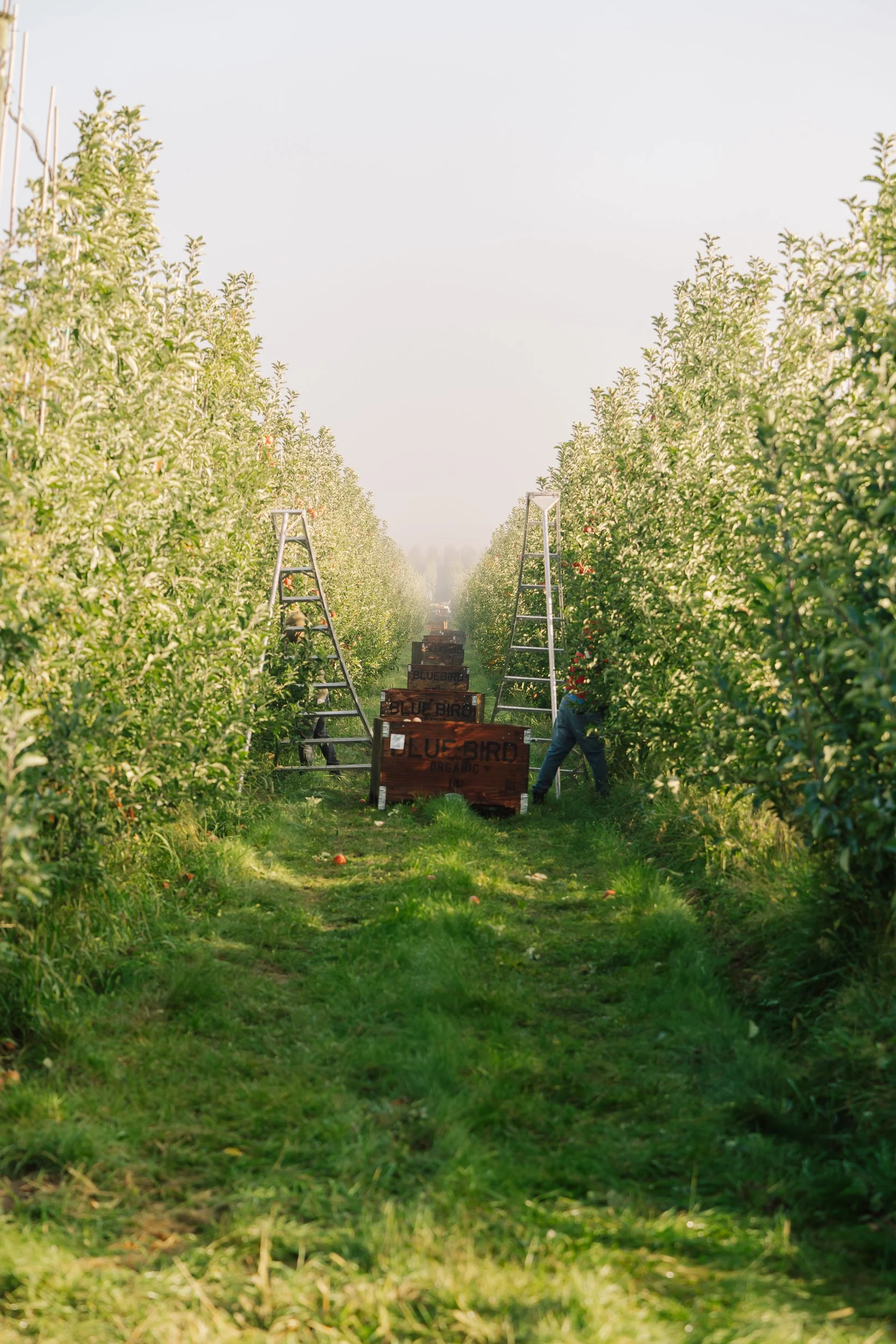 Linda Fruit -50.jpg