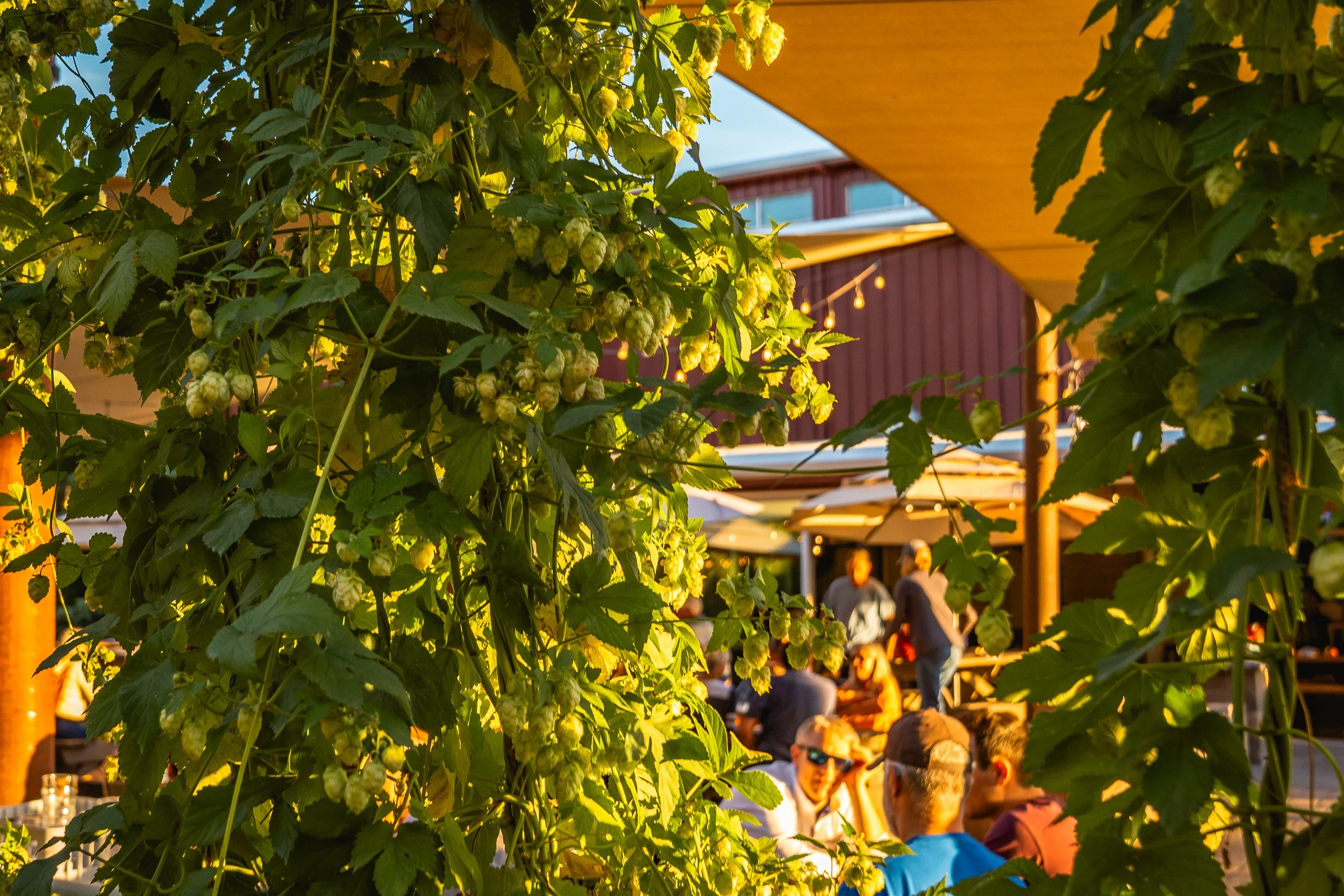 Sunlit beer garden with people socializing under umbrellas, framed by green hop plants in the foreground.