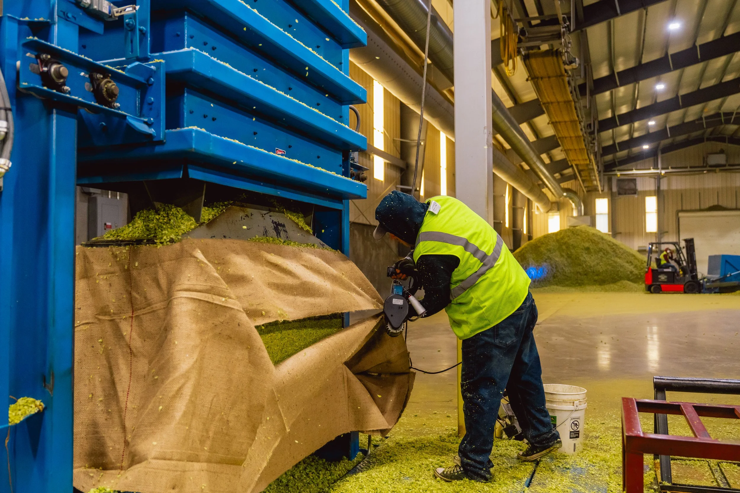 Worker wearing a yellow safety vest, black hoodie, and jeans operates machinery to process green hops at an industrial facility. Green hop cones are spilling out of the machine onto a burlap sack.