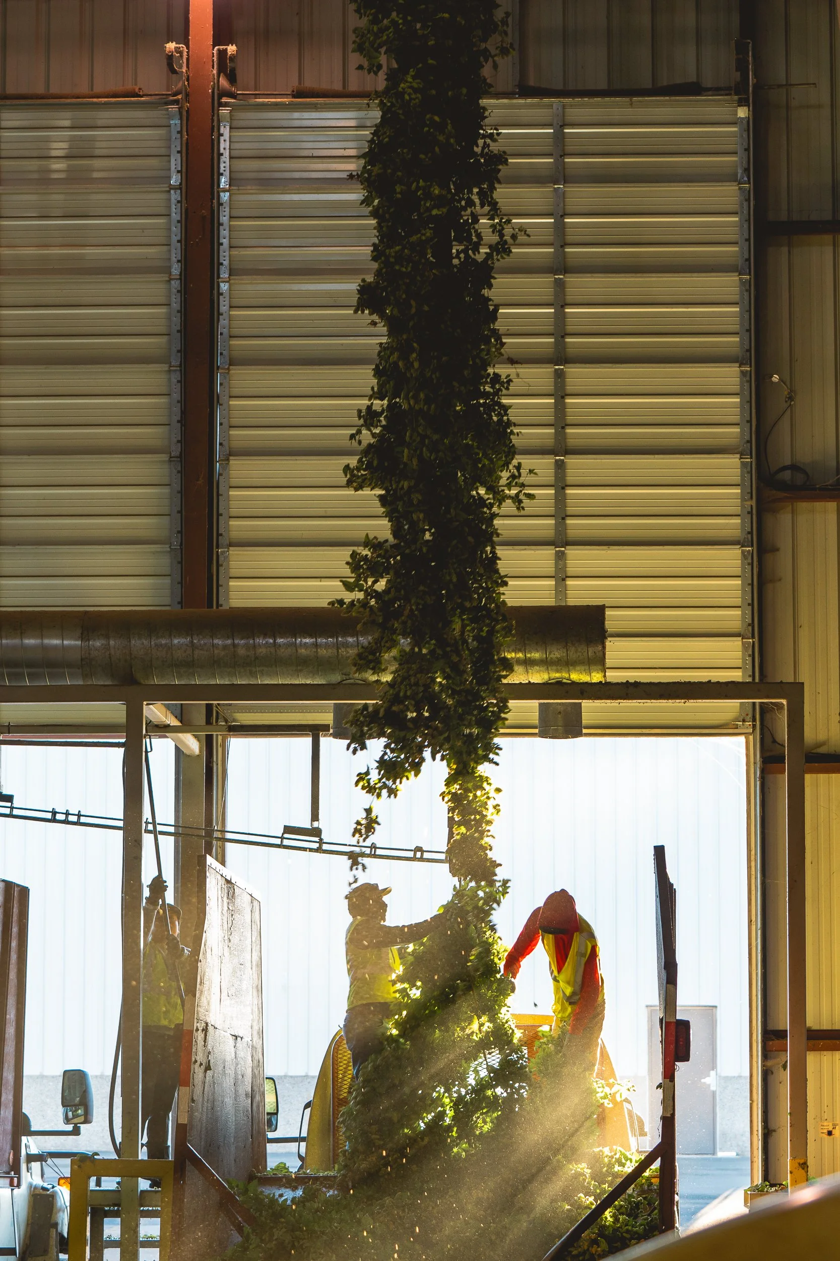 People working with machinery inside a warehouse, cutting or processing a large plant or tree.