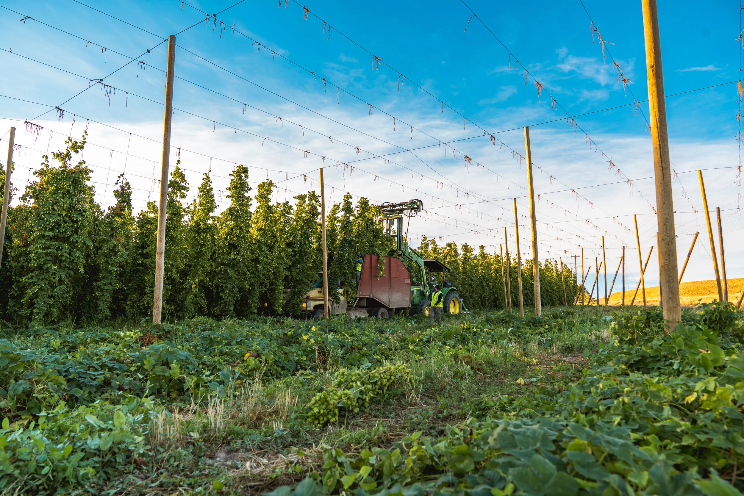 A vineyard with a tractor and workers harvesting grapes under a blue sky with wispy clouds.