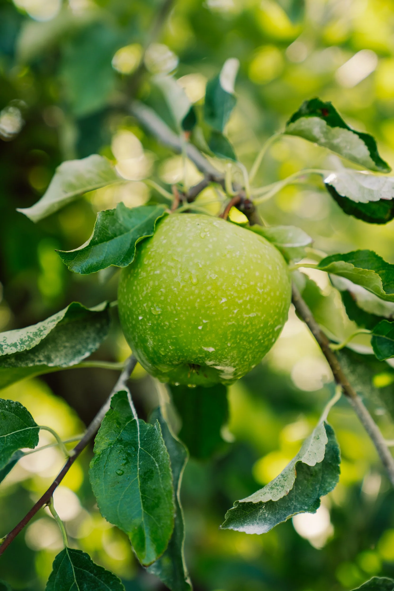 Linda Fruit -67.jpg