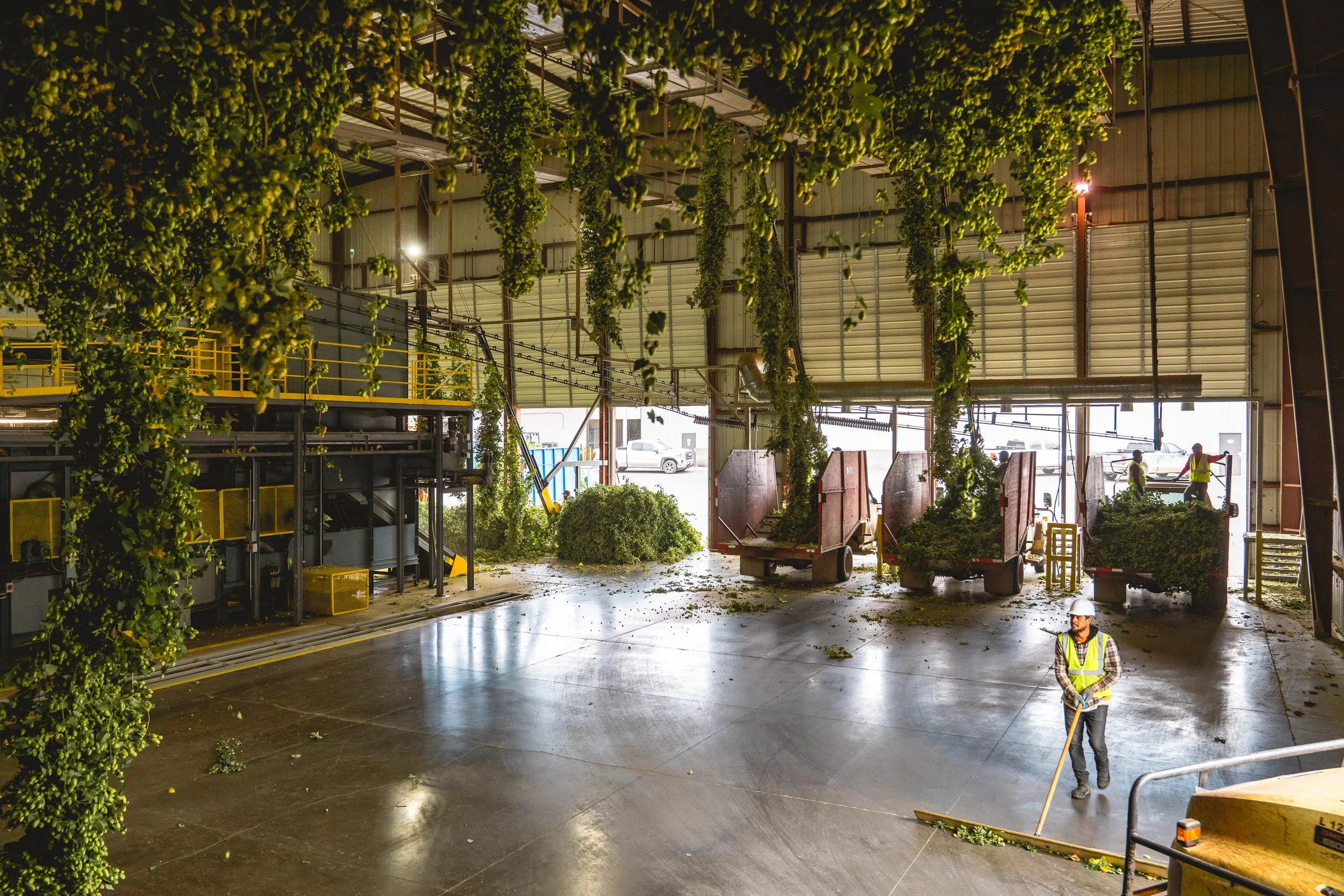 Inside a large industrial warehouse with equipment and harvests of leafy greens. Several workers in safety vests and helmets are seen, one sweeping the floor and others near vehicle carts filled with harvested greens.