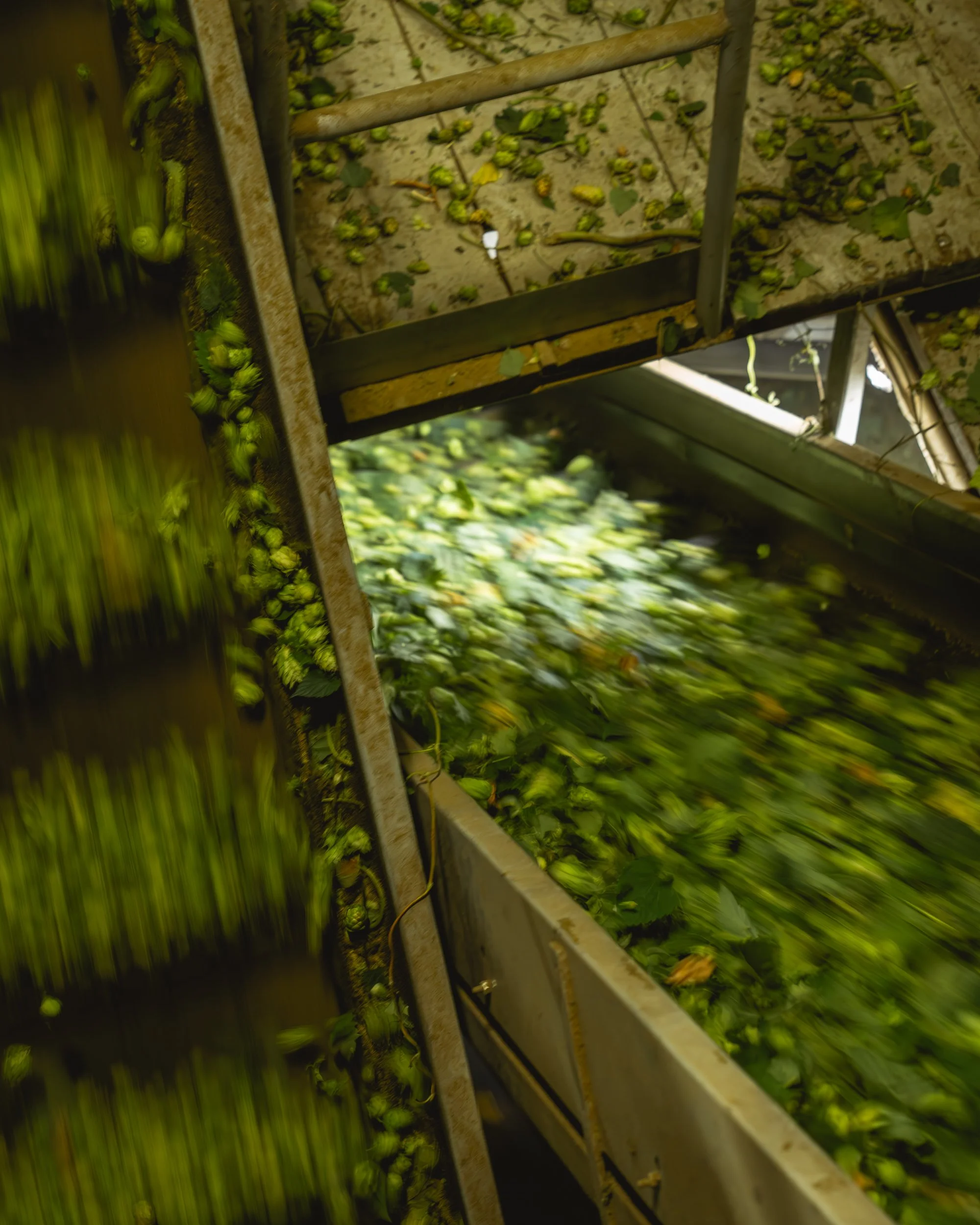 Green hops being processed on a metal conveyor in a brewery or hop farm facility.