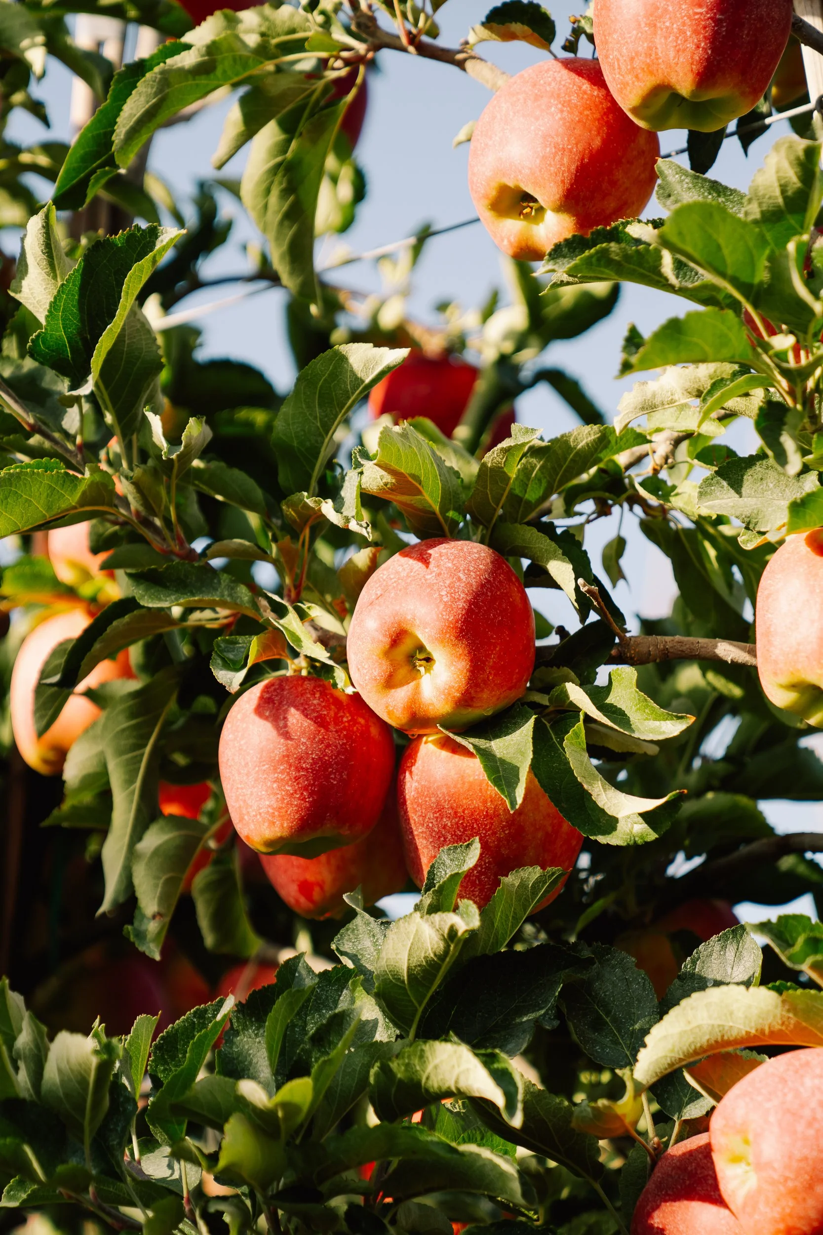Linda Fruit -54.jpg