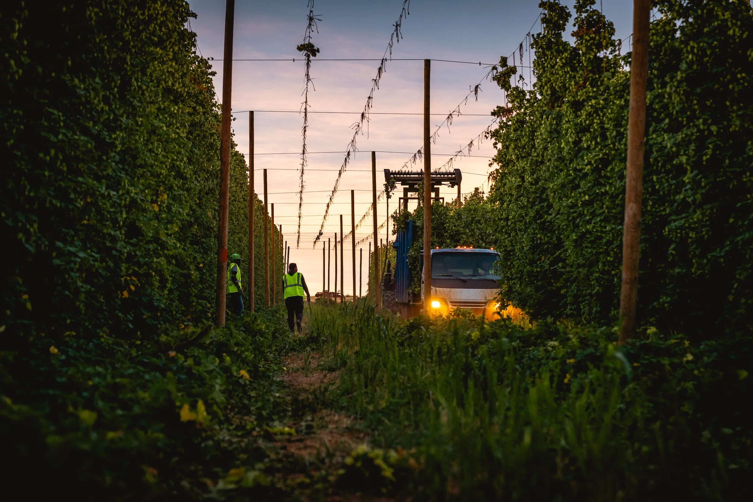 Workers wearing safety vests walking through a hop farm at sunset, with a farm truck and a large hop trellis structure in the background.