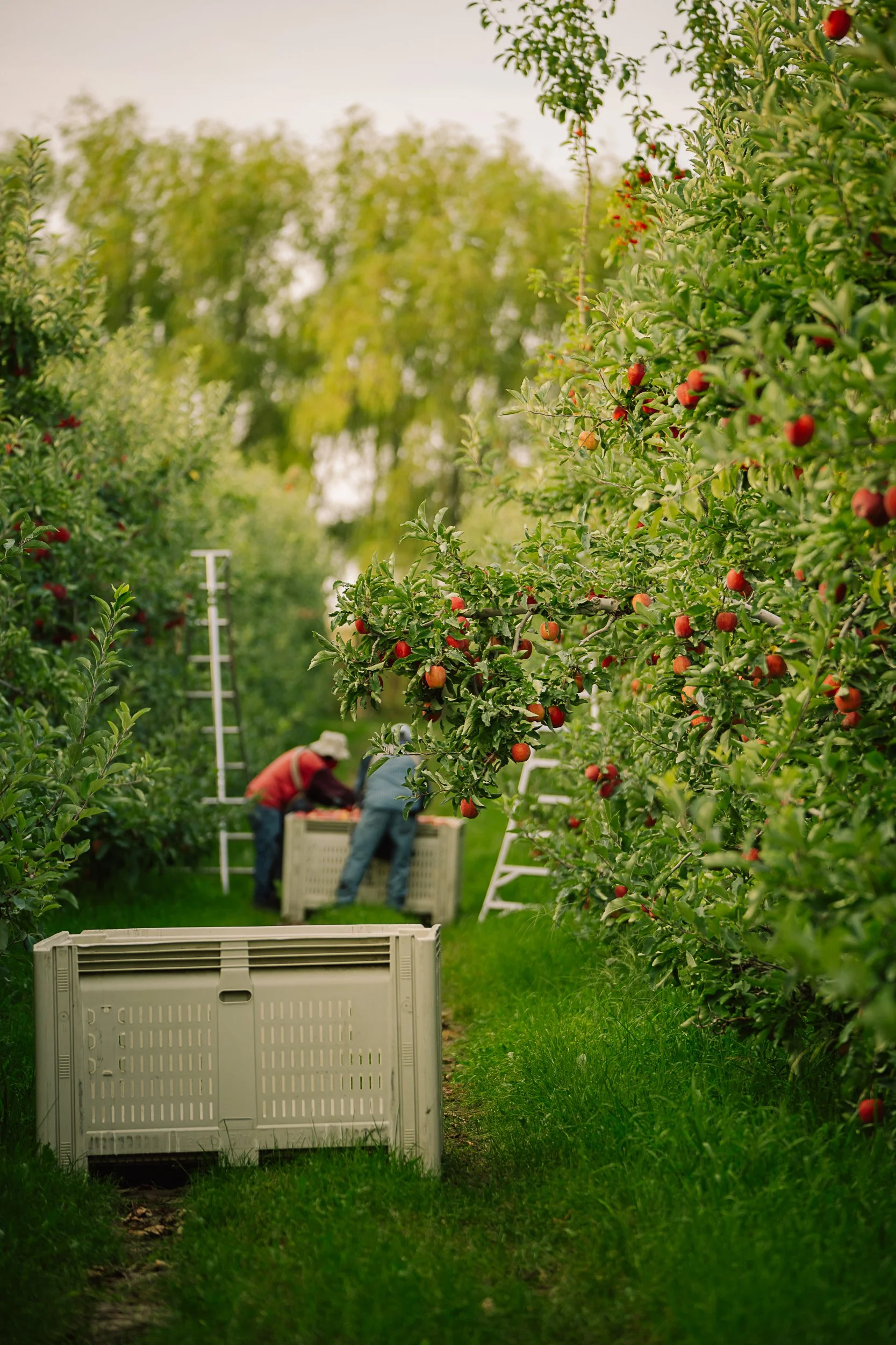 Linda Fruit-098.jpg