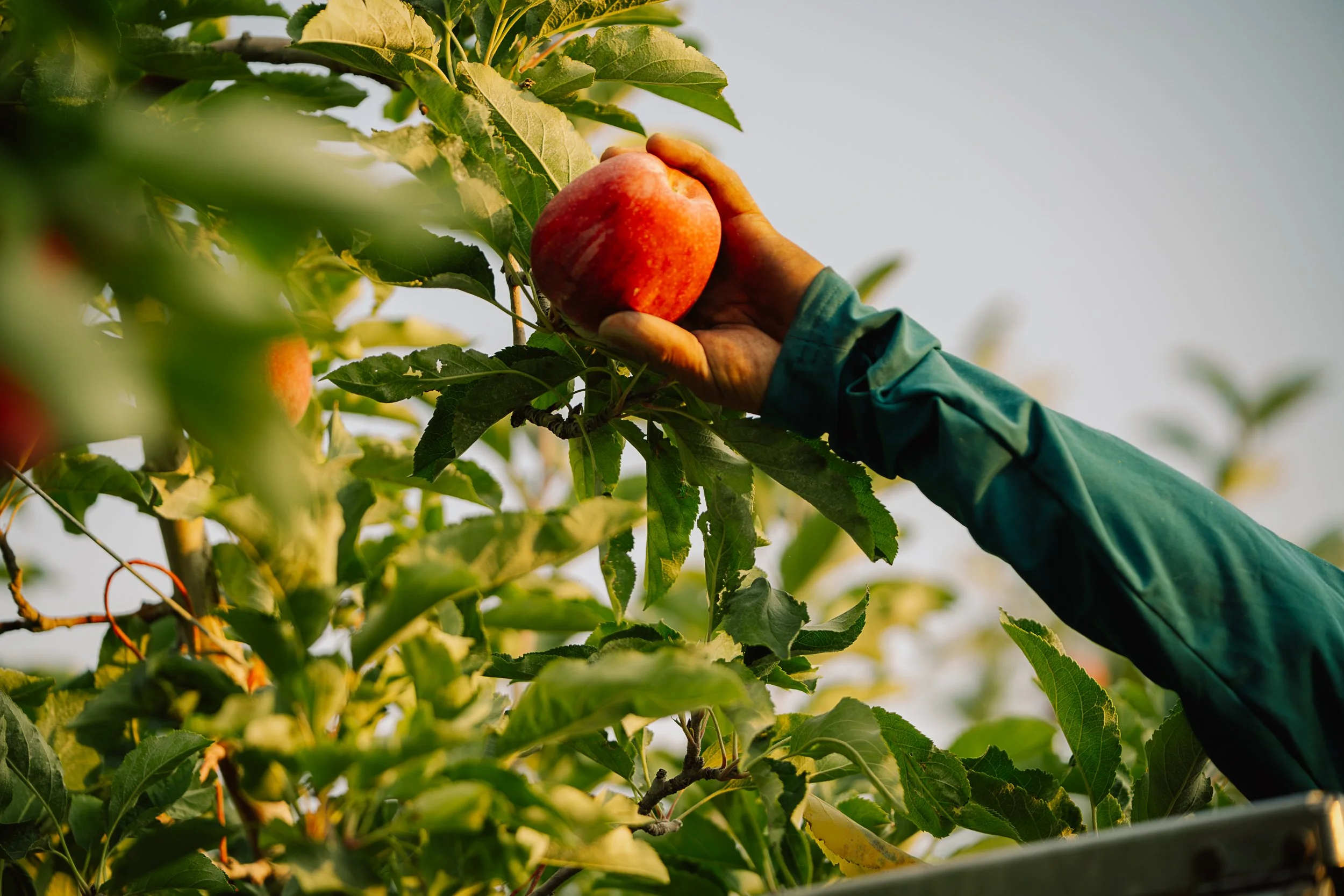 Linda Fruit-112.jpg