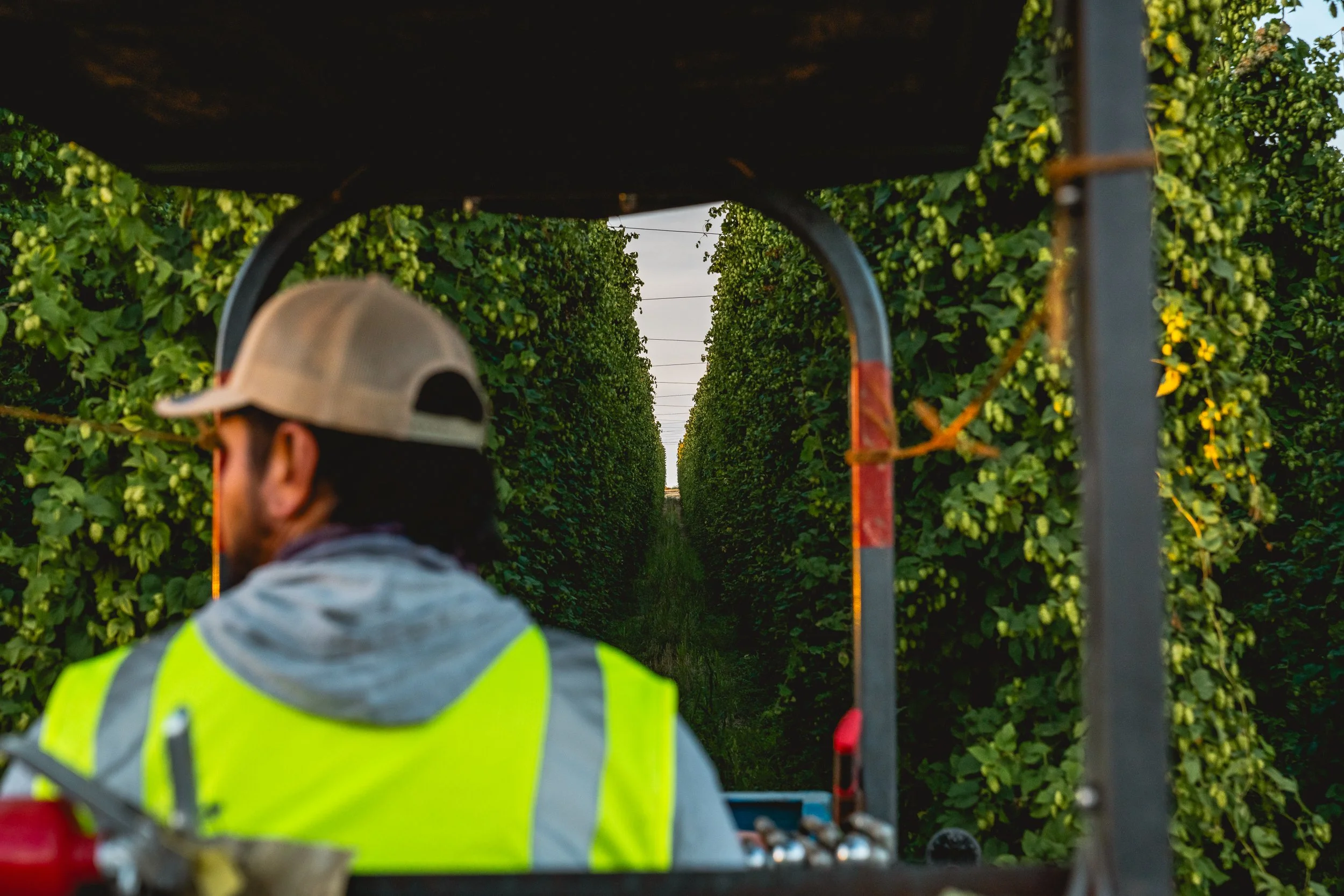 A farmer operating a tractor or harvesting machine in a hop field with tall green hops on both sides and a clear sky in the background.