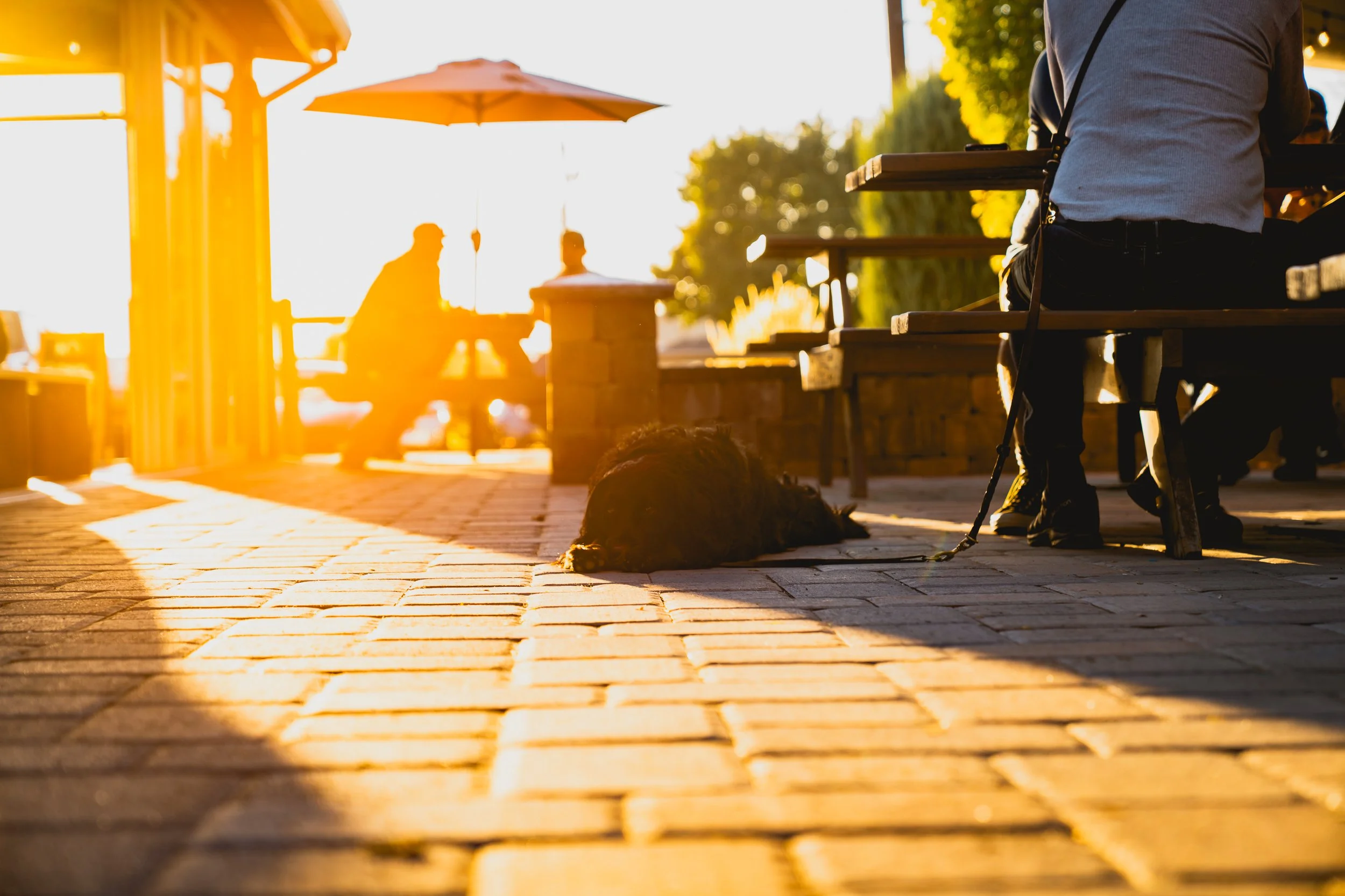 A dog lying on a brick sidewalk at sunset, near benches and a person sitting on a bench with a camera hanging around their neck.