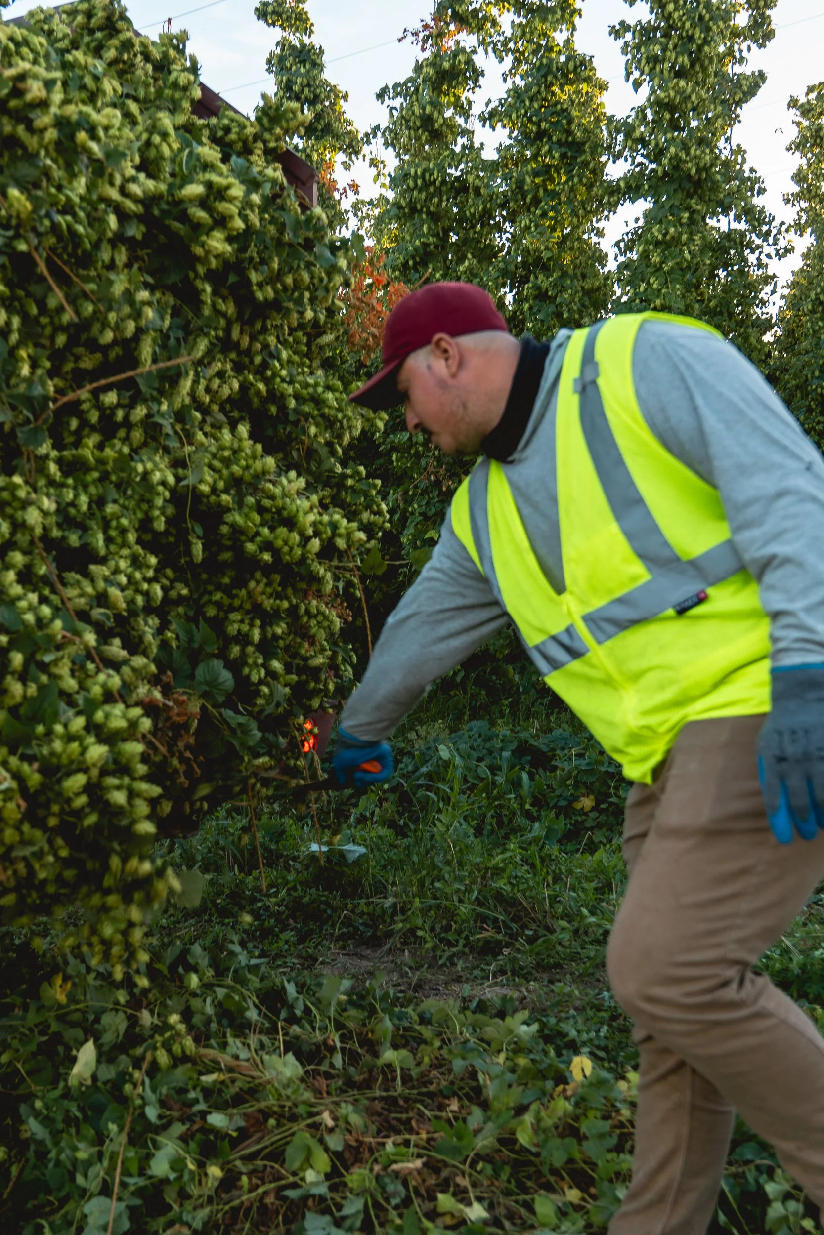 A man wearing a maroon cap, gray long-sleeve shirt, yellow safety vest, and brown pants using pruning shears to cut a bush in a garden during daytime.