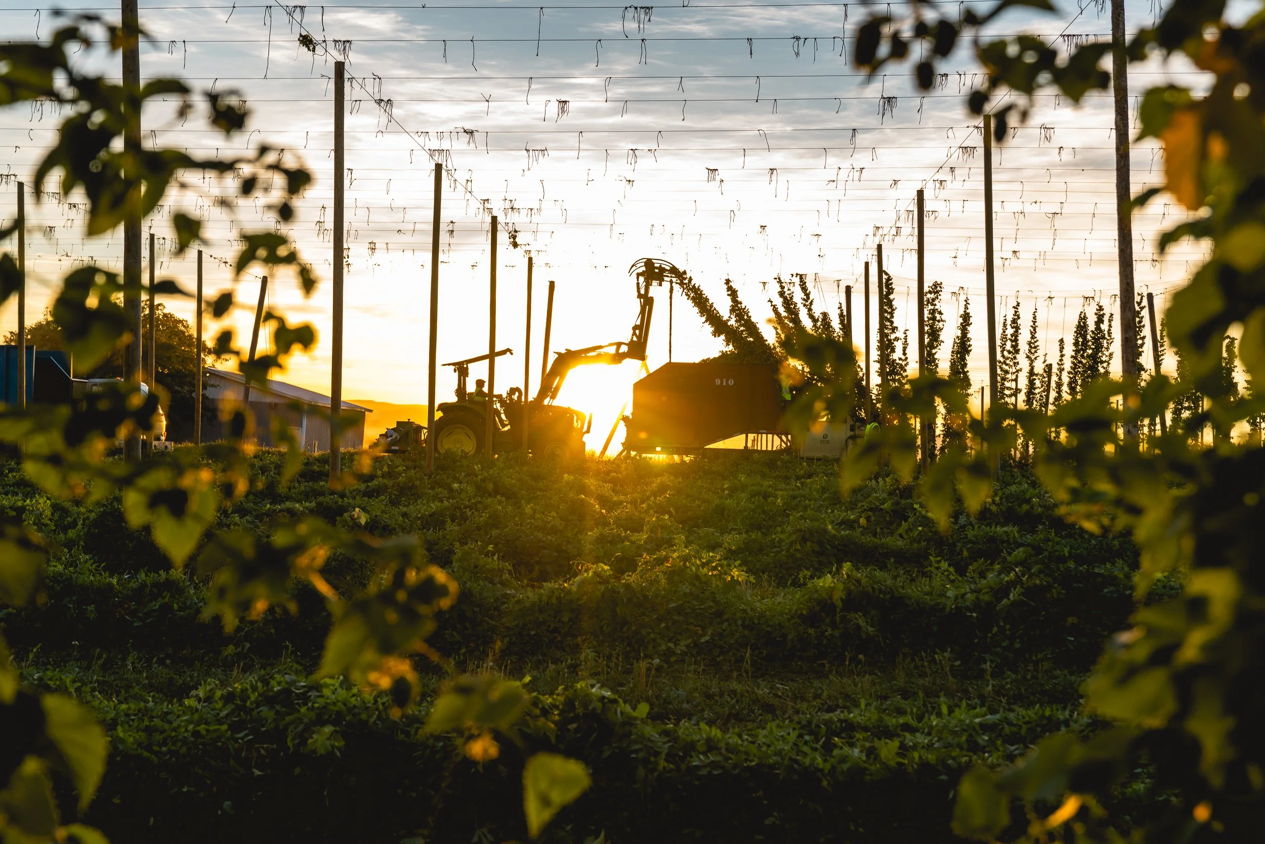 Farming field at sunset with a tractor and harvesting equipment, surrounded by rows of plants and strings for support, with small structures in the background.