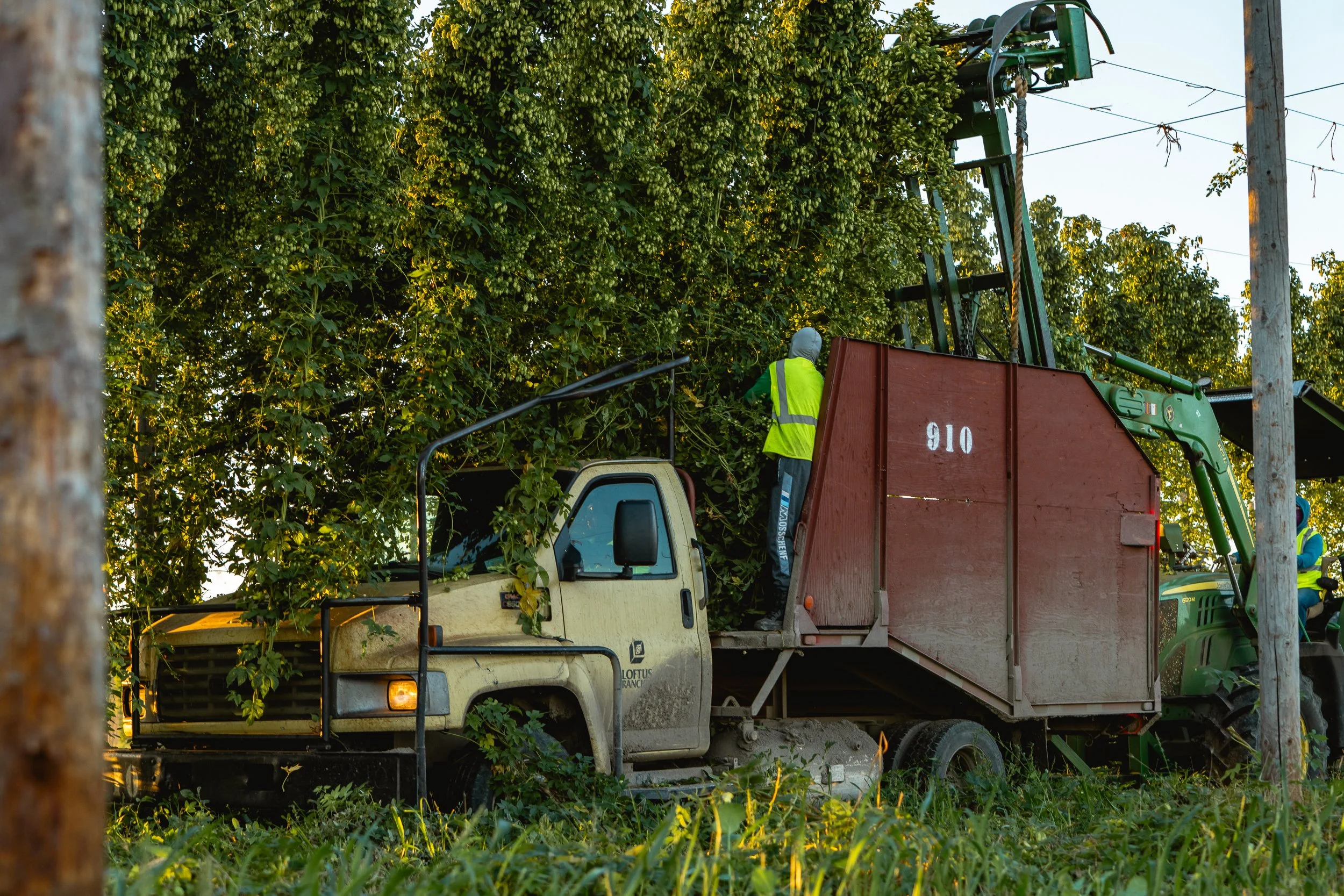 Workers trimming trees next to utility poles using a bucket truck in a green, outdoor environment.
