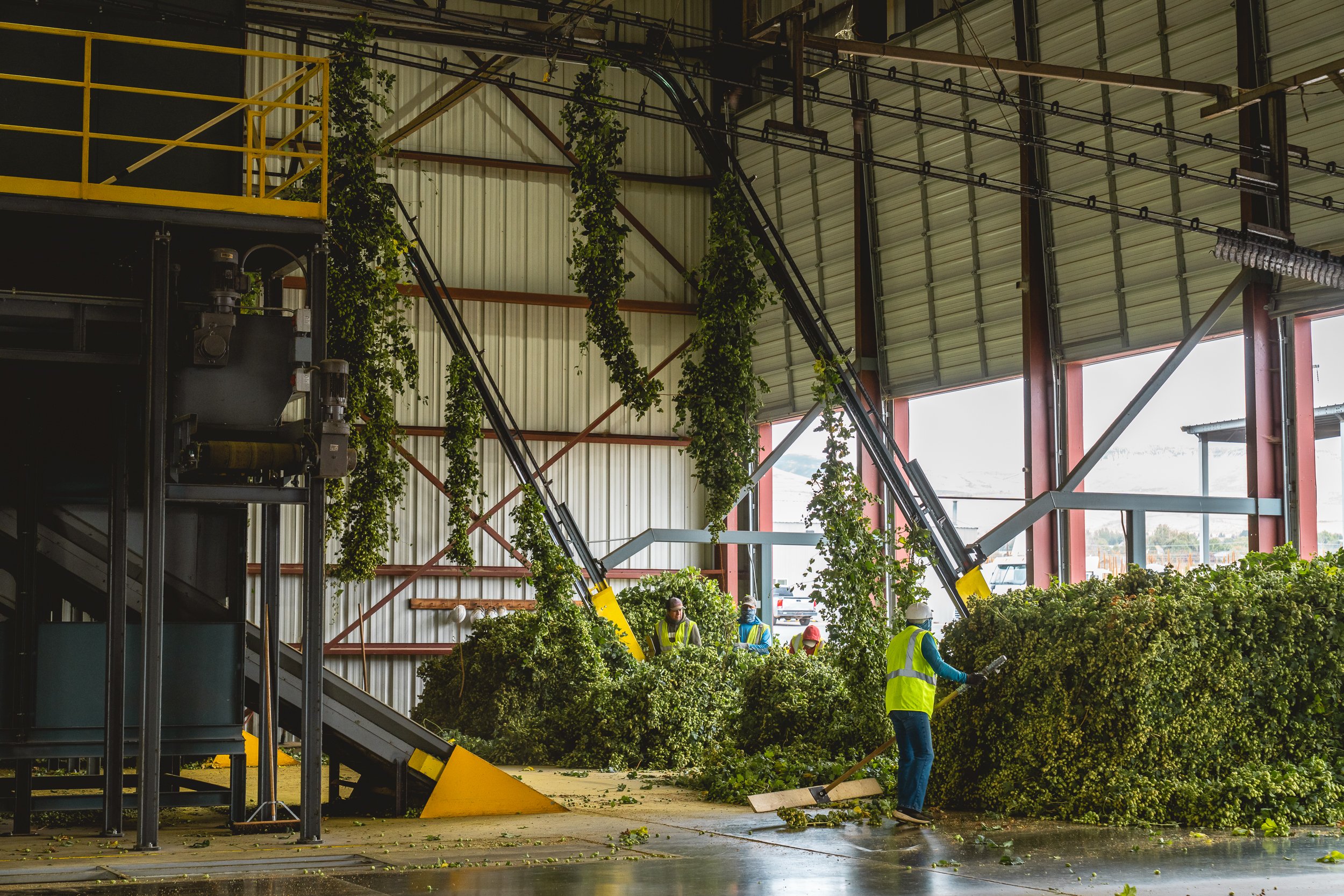 Workers in safety vests and helmets are clearing large piles of hops inside a processing facility with industrial equipment and hanging hops on the wall.