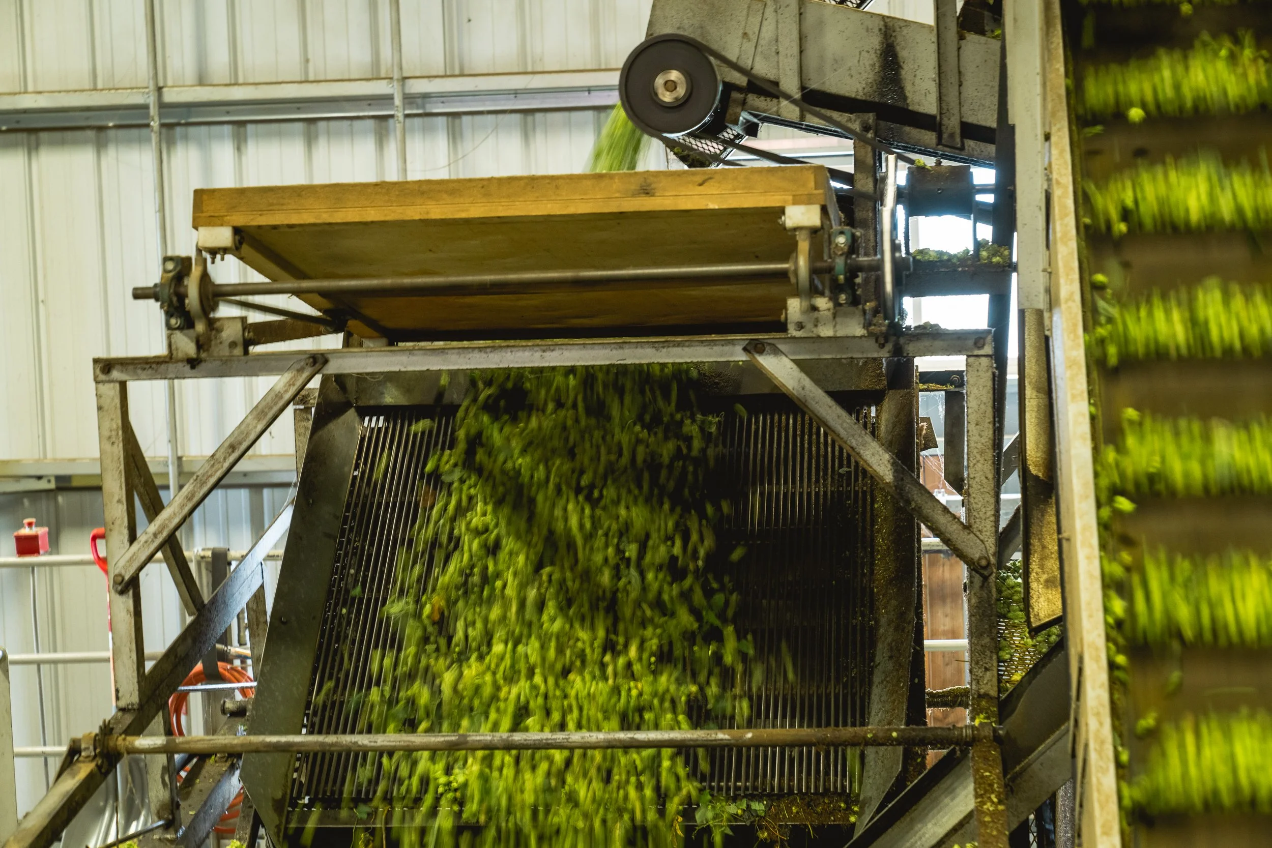 Green olives on a metal grater conveyor in an industrial processing plant.