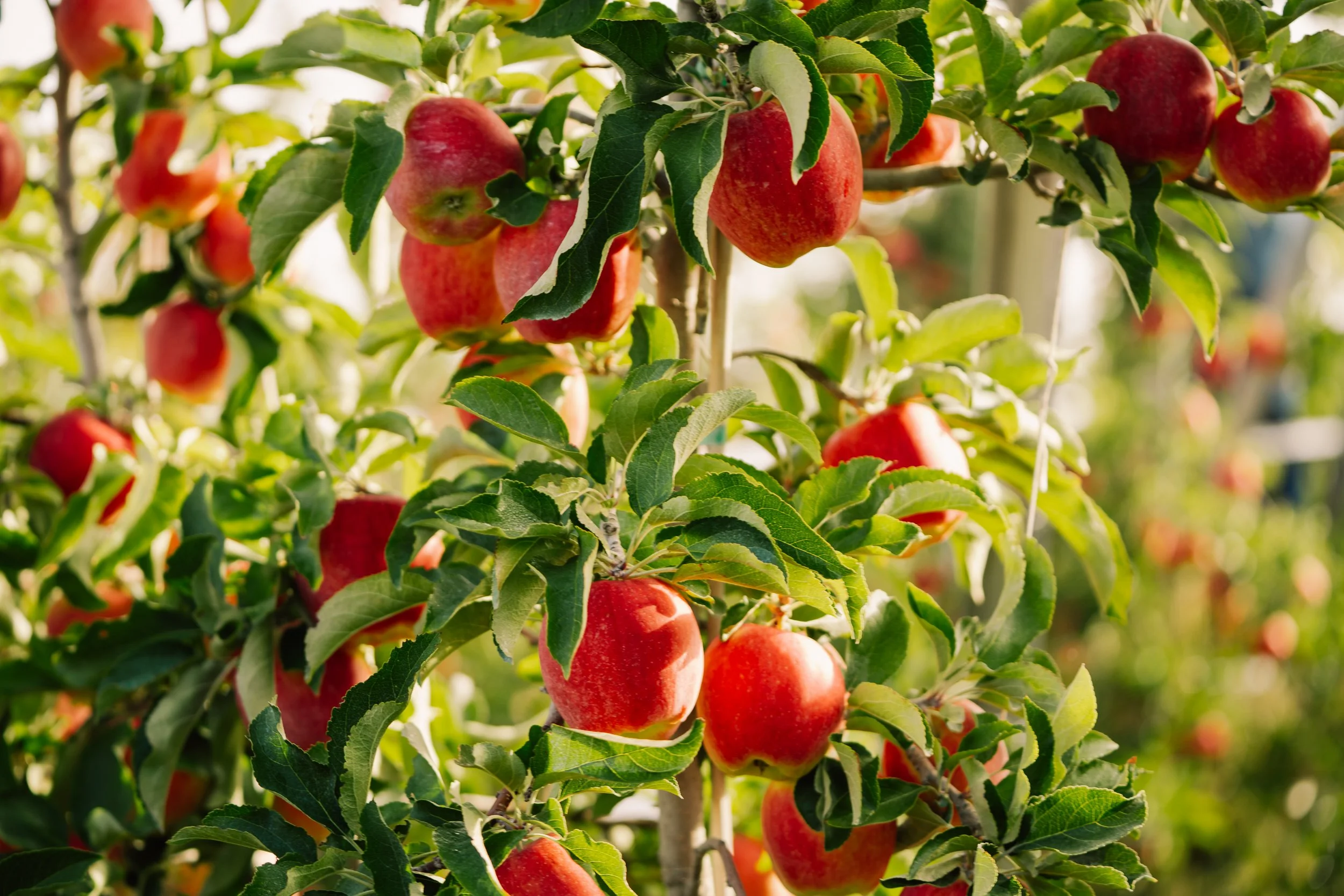 Linda Fruit -52.jpg