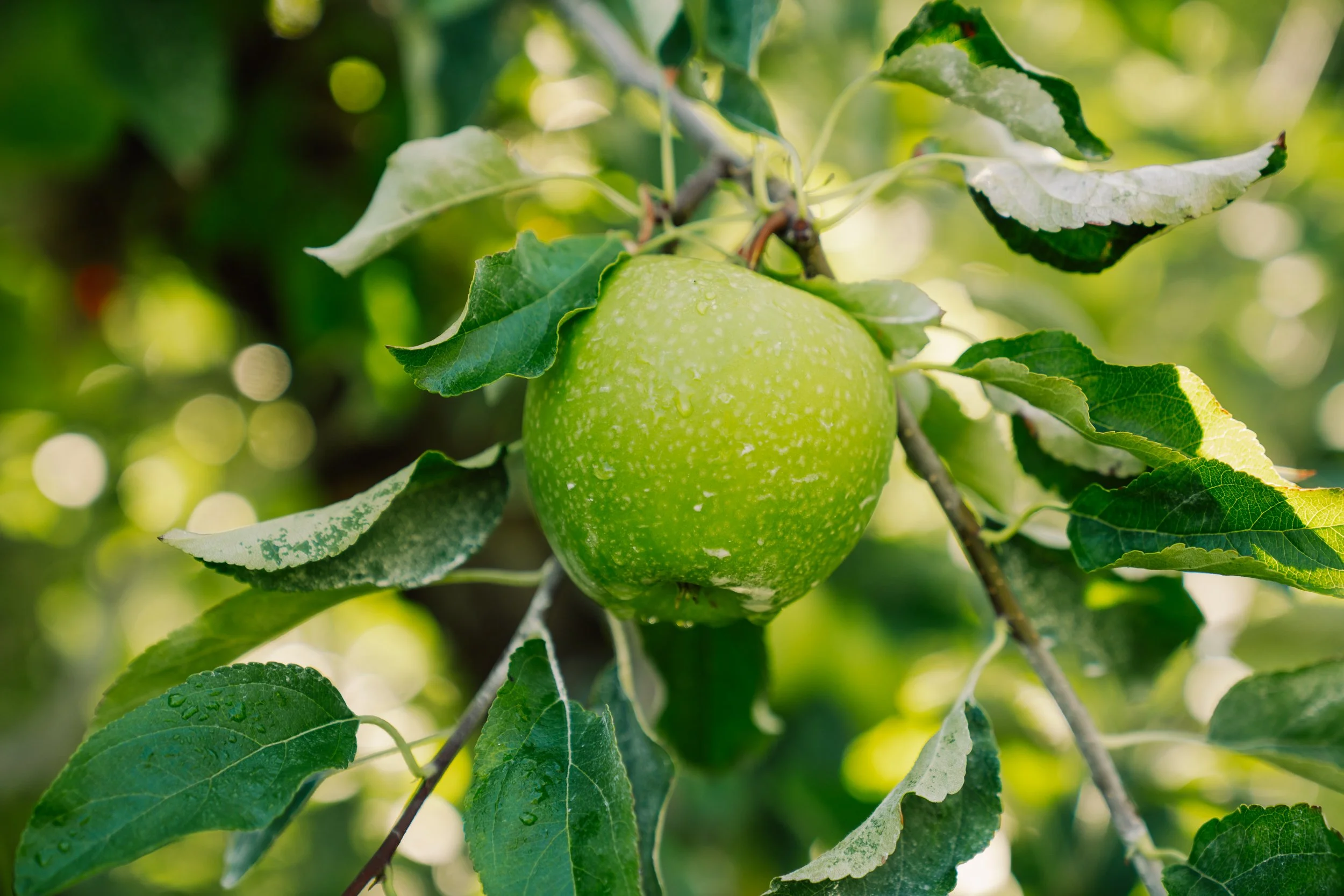Linda Fruit -66.jpg