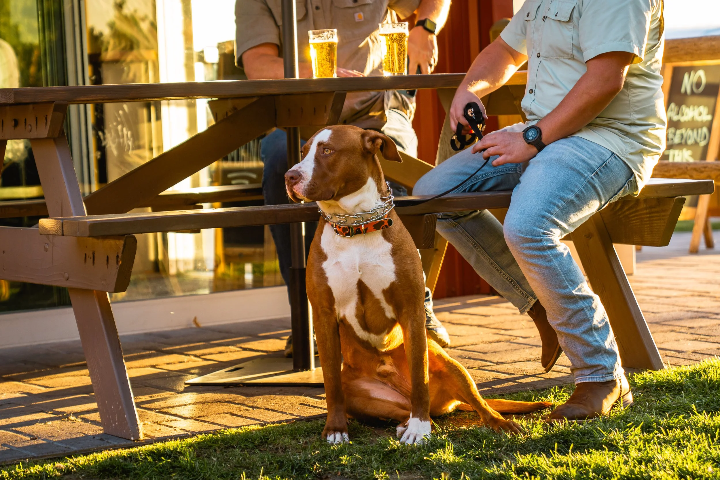 A person sitting at an outdoor table with a brown and white dog sitting on the ground nearby, while other people chat with drinks on the table in the background.