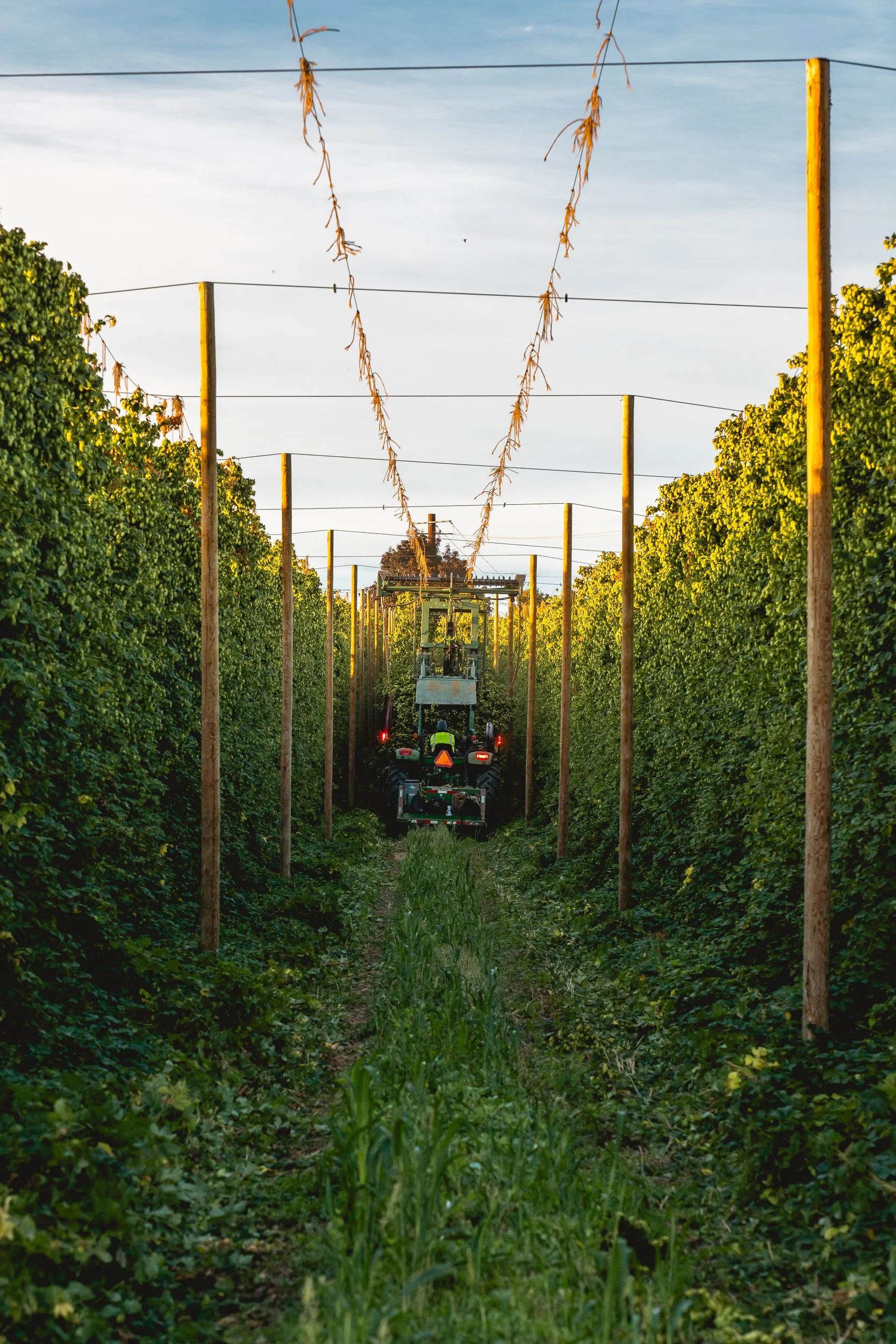 A tractor moves through a vineyard during sunset, surrounded by lush green grapevines.