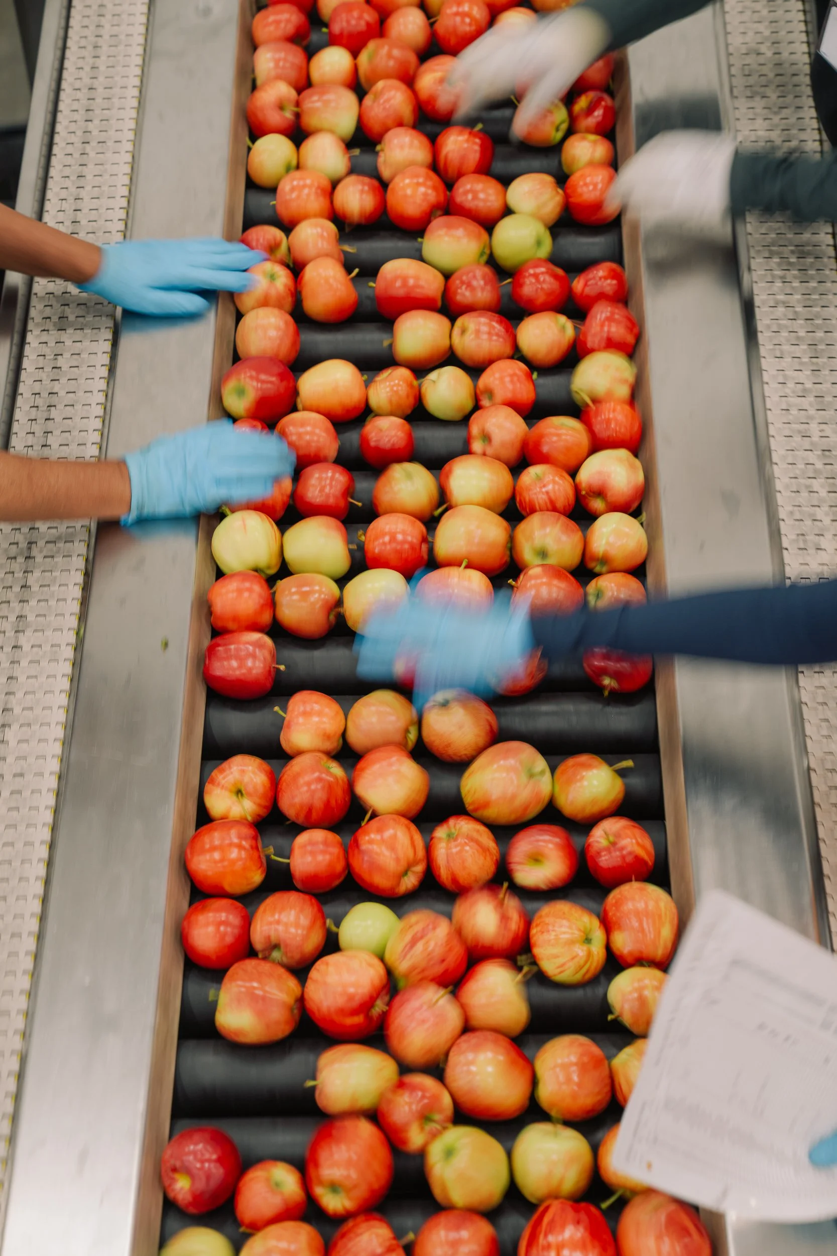 Linda Fruit-15.jpg