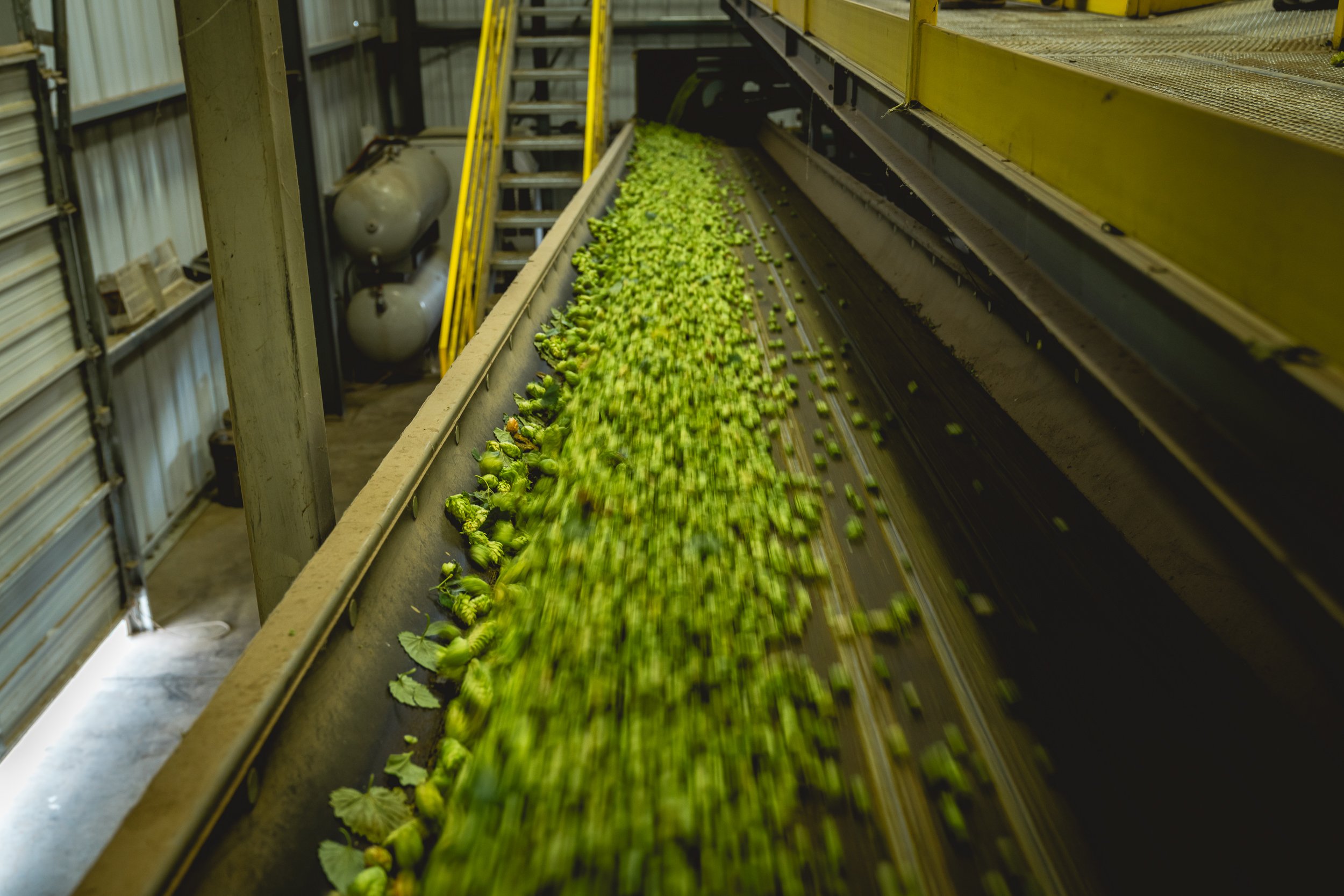 Green hops being processed on a conveyor belt in a farming or manufacturing facility.