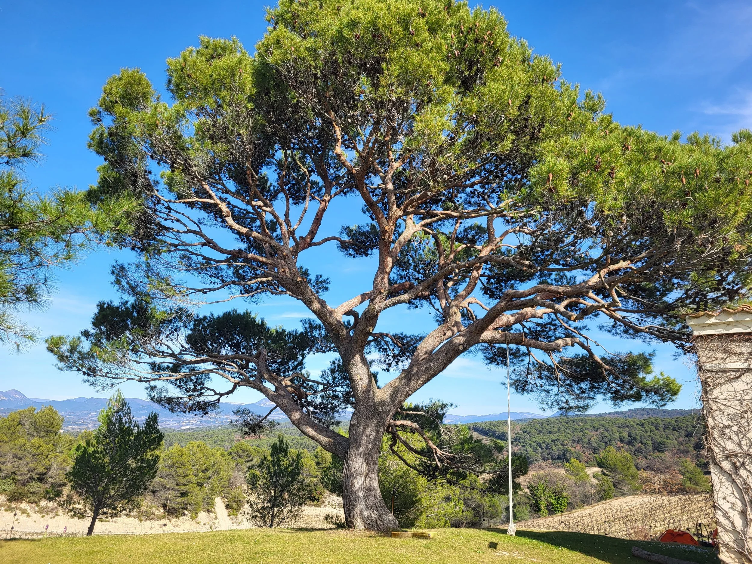 Large pine tree with branches and green needles on a sunny day, overlooking mountains and a vineyard in the background.