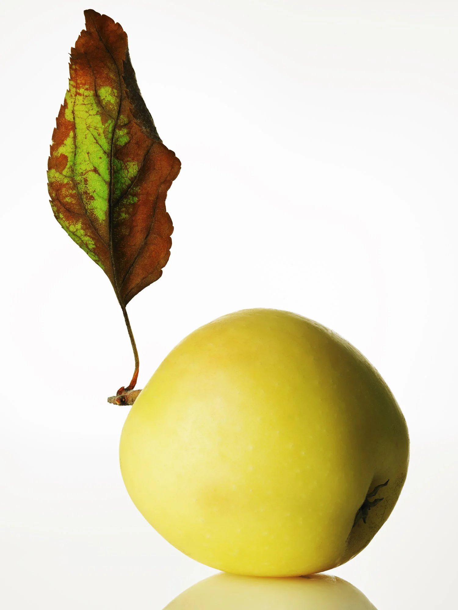 APPLE_YELLOW_LEAF_CONTACT.jpg