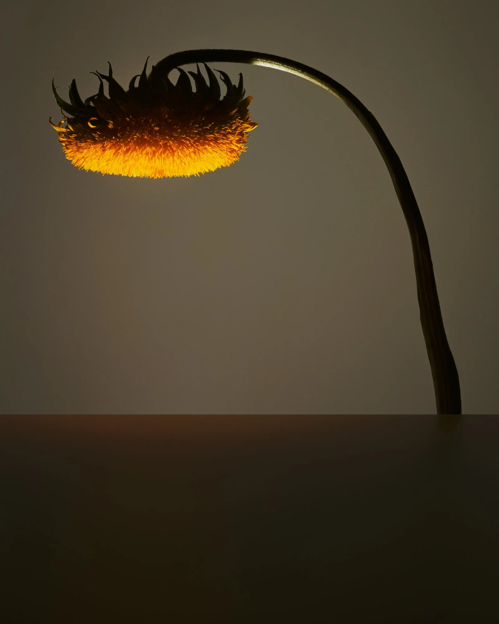 SUNFLOWER_LIGHT_CONTACT_CROPPED.jpg