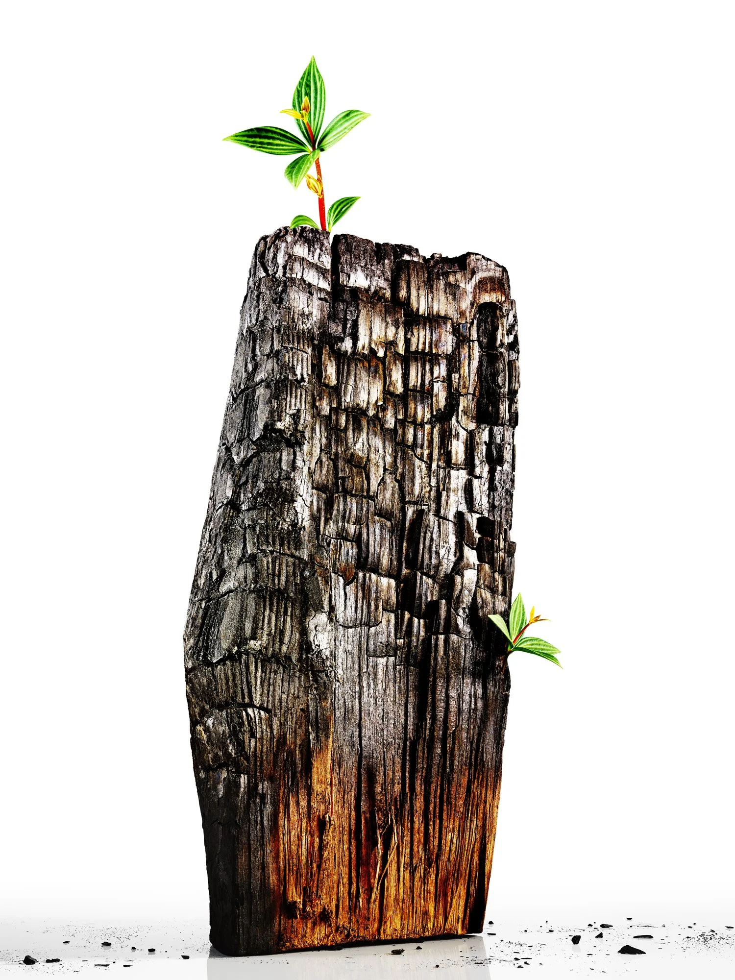 WH_NOV_2020_GROW-OF-IT_CHARCOAL_CONTACT.jpg