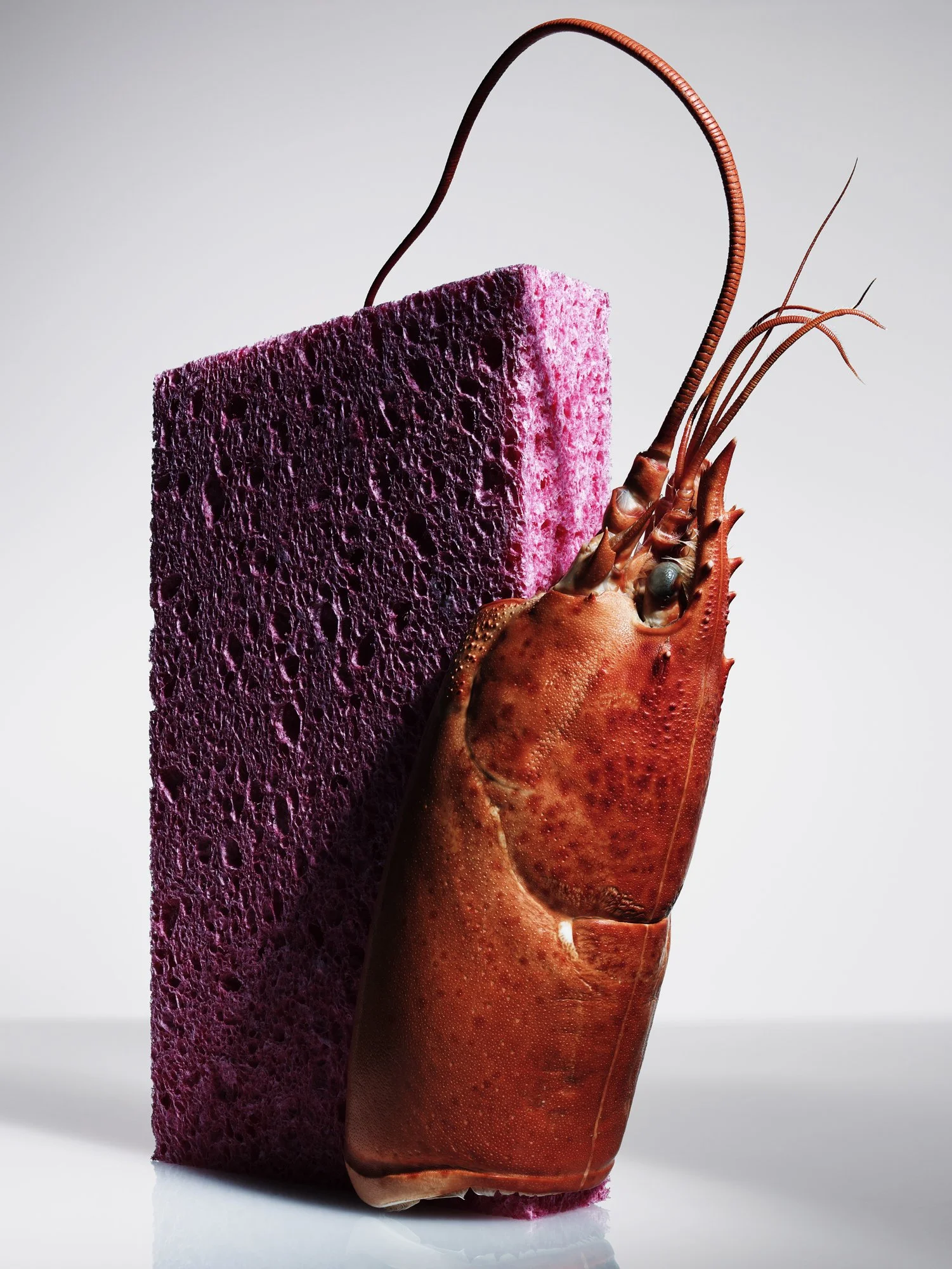 SPONGE_LOBSTET_HEAD_CONTACT.jpg