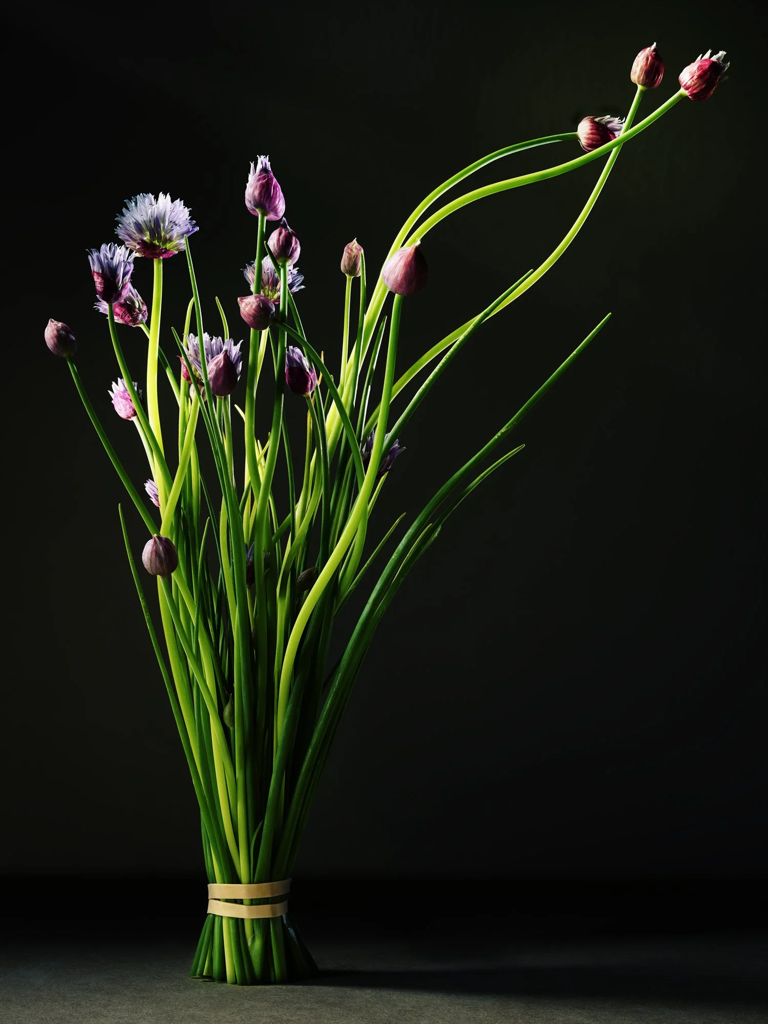 STILL-LIFE_04262023_54008_CONTACT.jpg
