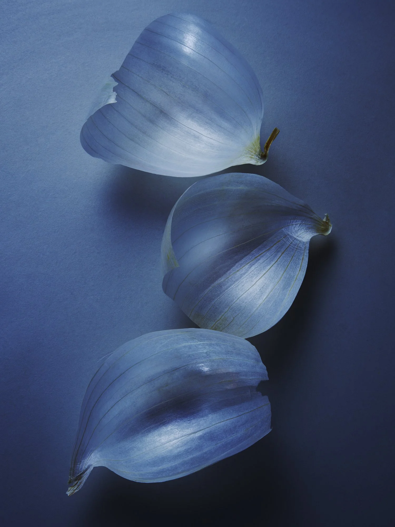 STILL-LIFE_1014202229839_CONTACT.jpg