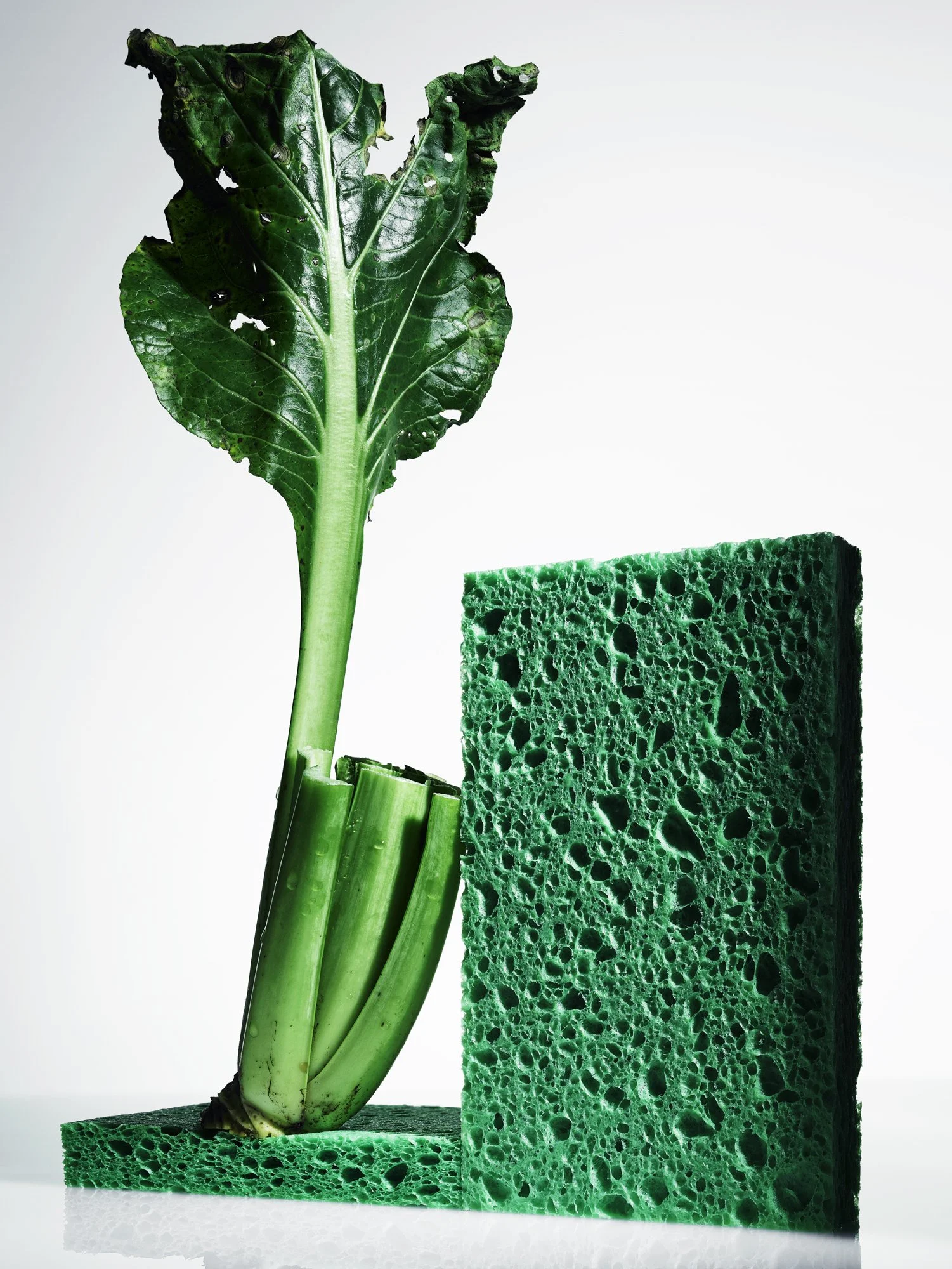 GREEN-SPONGE_VEGETABLE_CONTACT.jpg