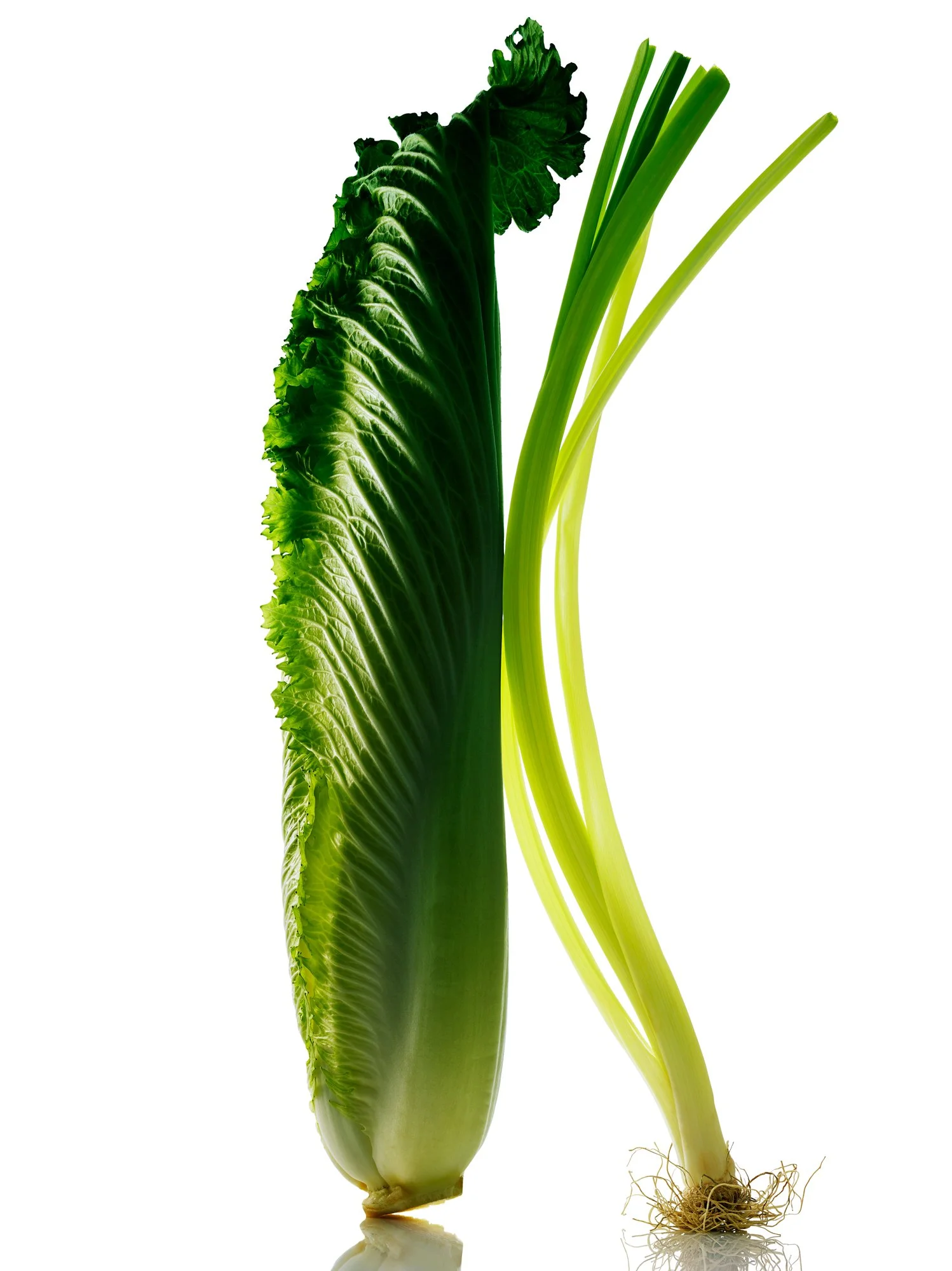 SCALLION_CABBAGE_CONTACT.jpg