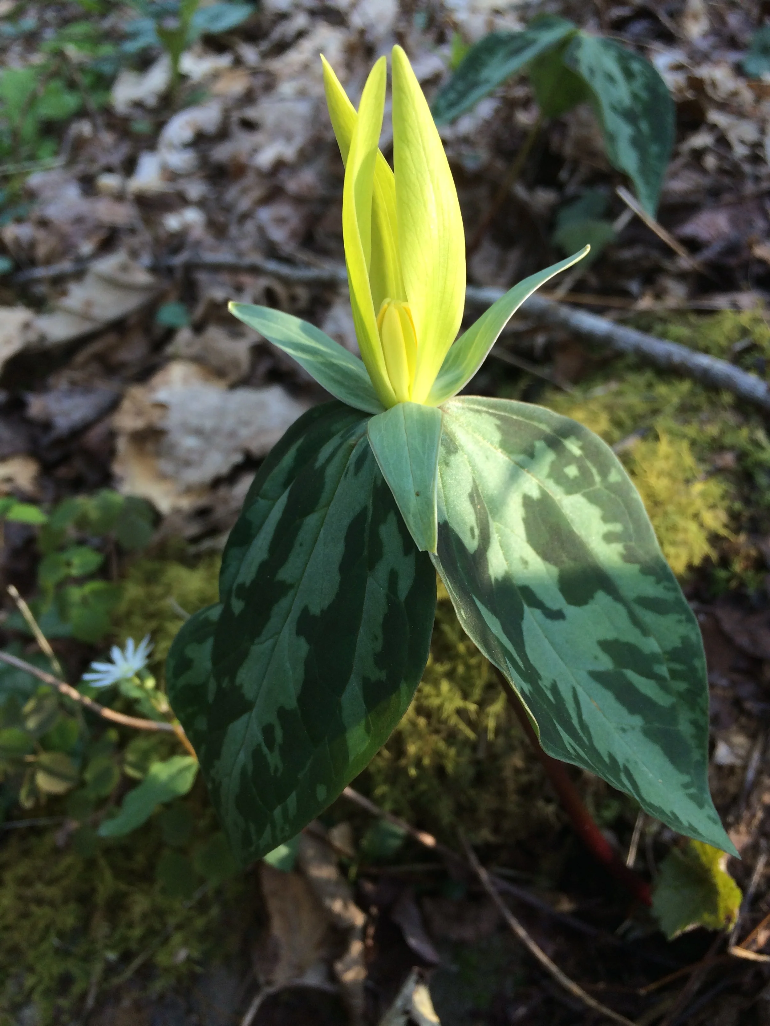 Trillium luteum .JPG